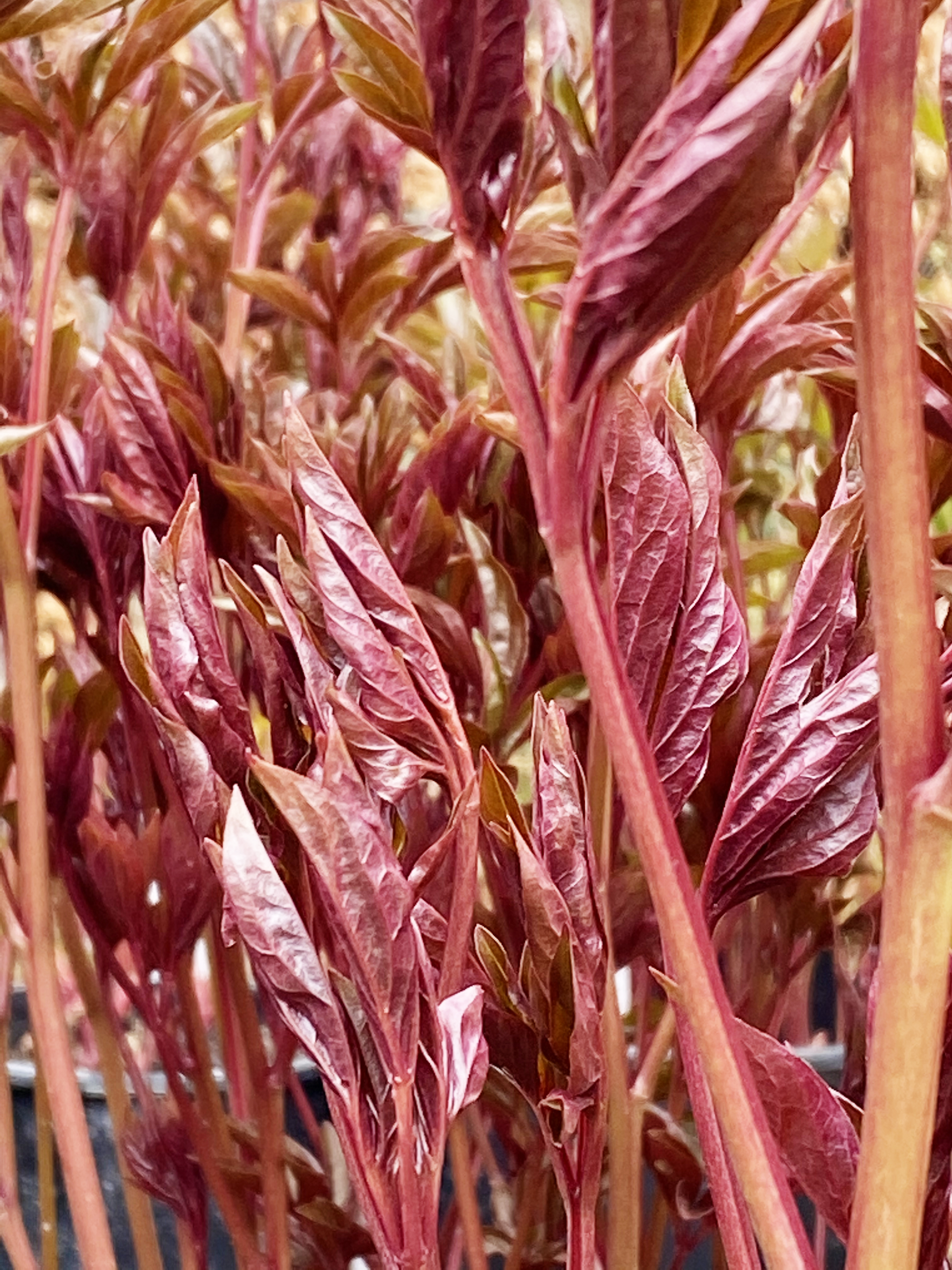 Paeonia ’L’Etincelante’