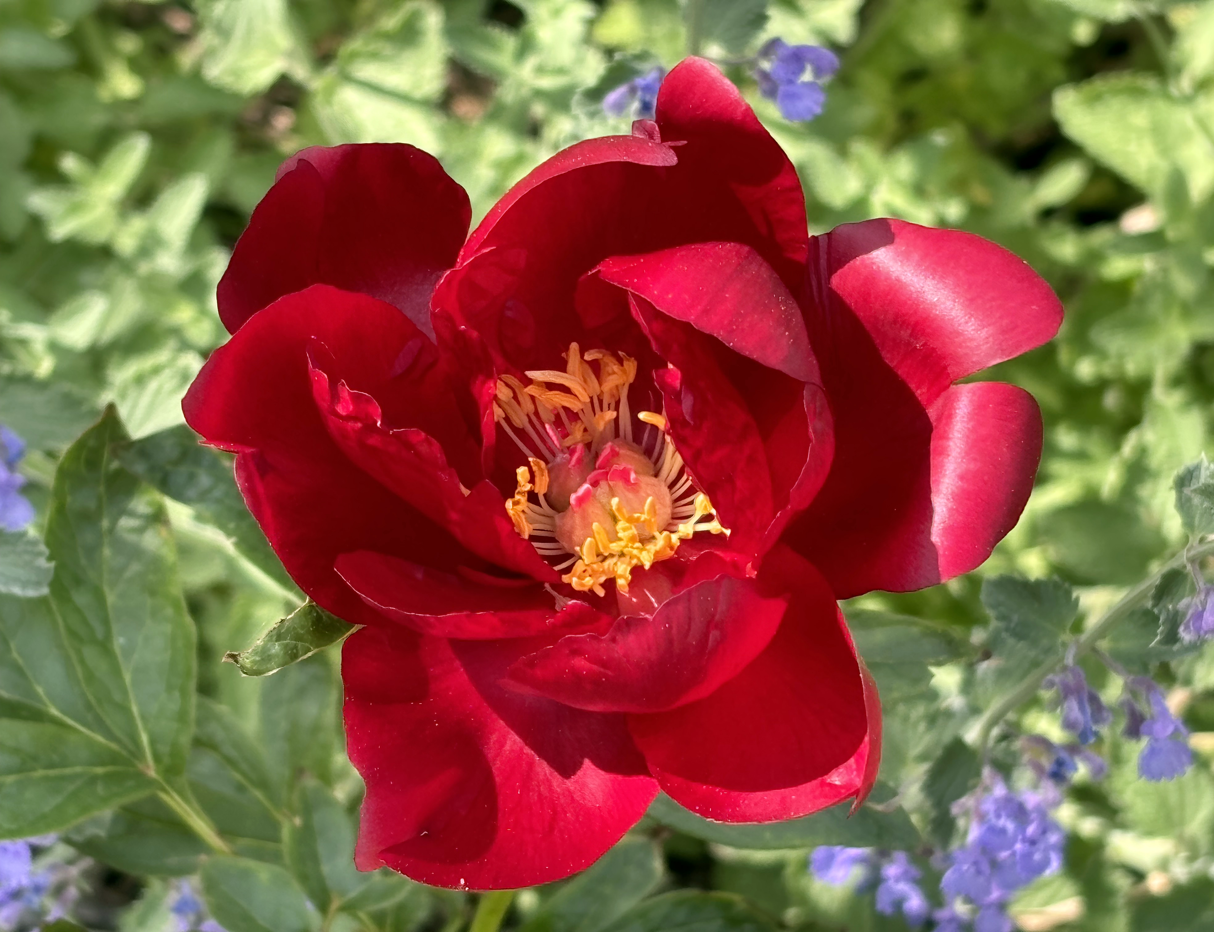 Paeonia ’Buckeye Belle’