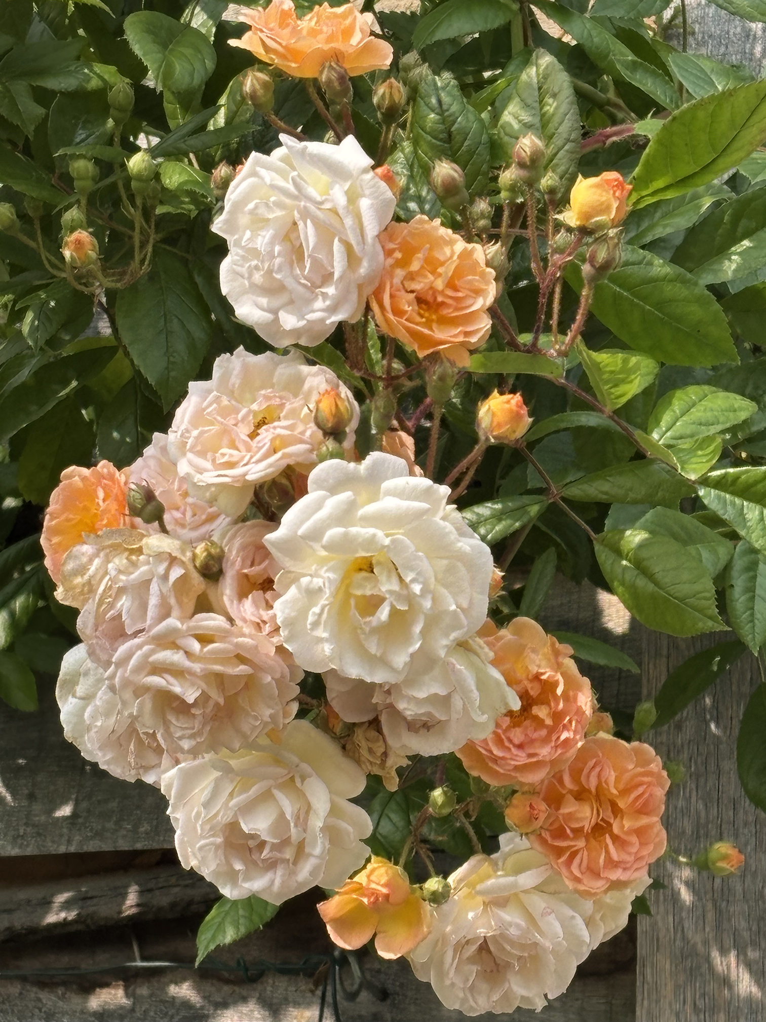 Rosa 'Ghislaine de Feligonde'