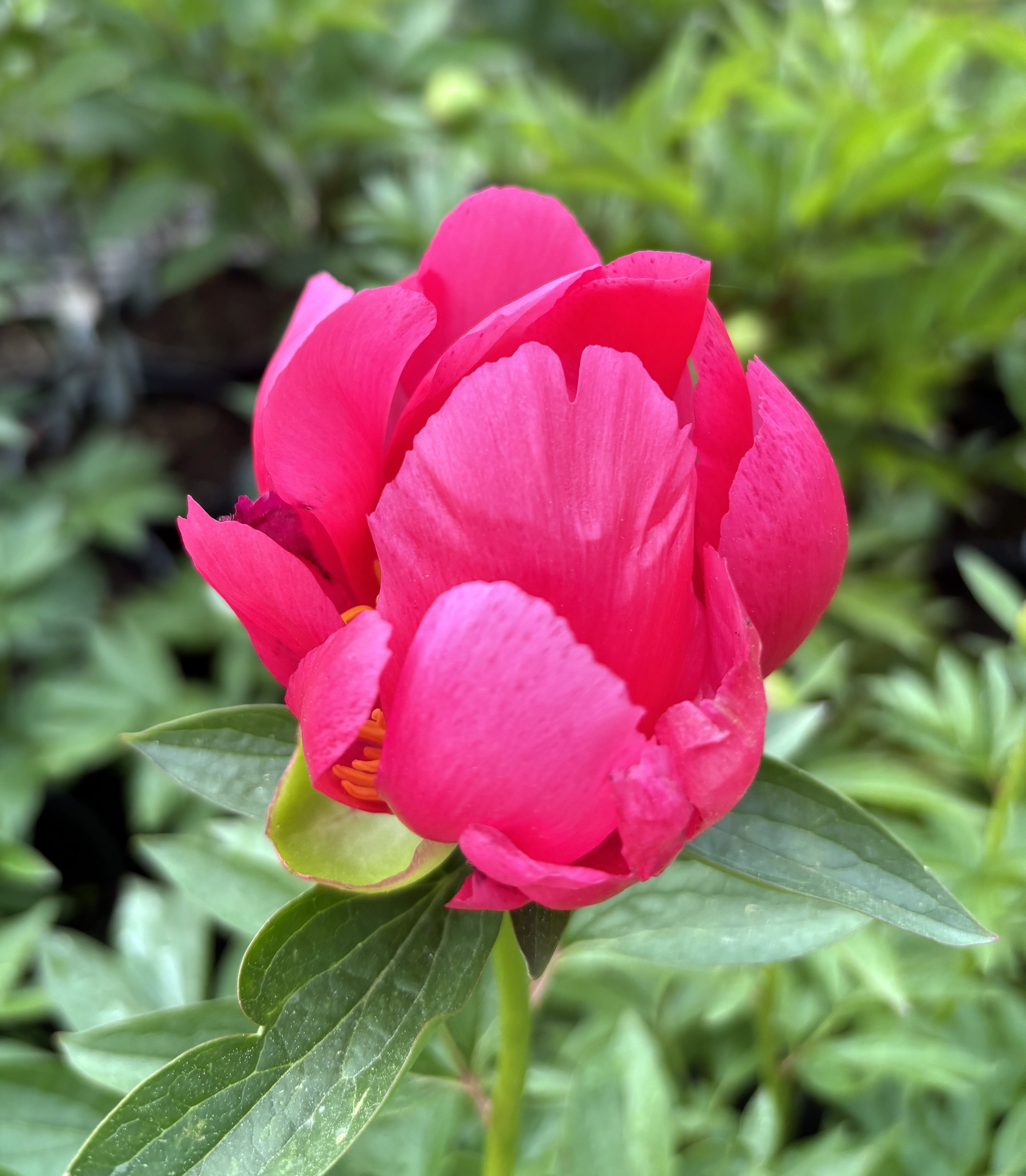 Paeonia ‚Flame‘