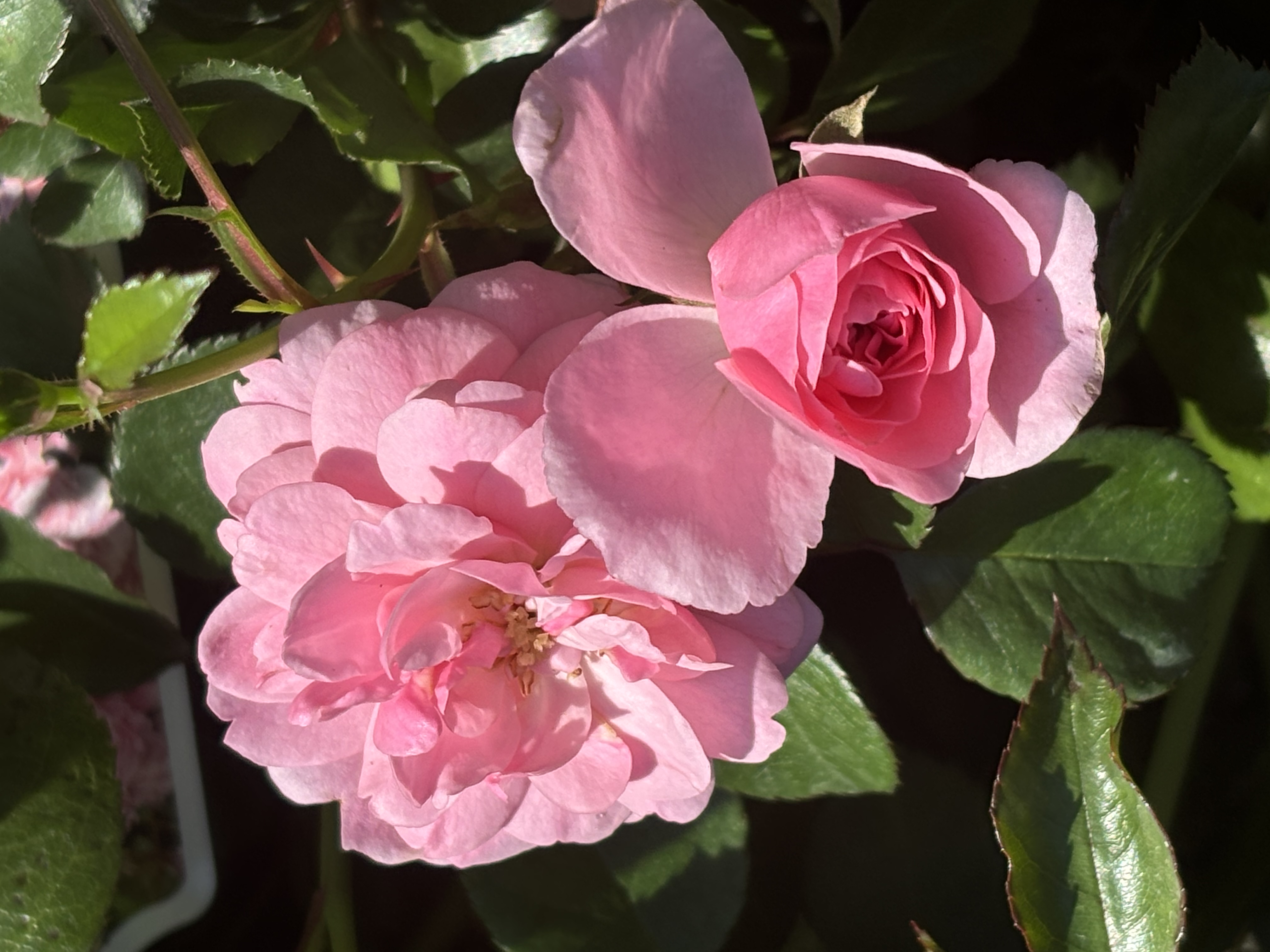 Rosa ‘Bonica‘
