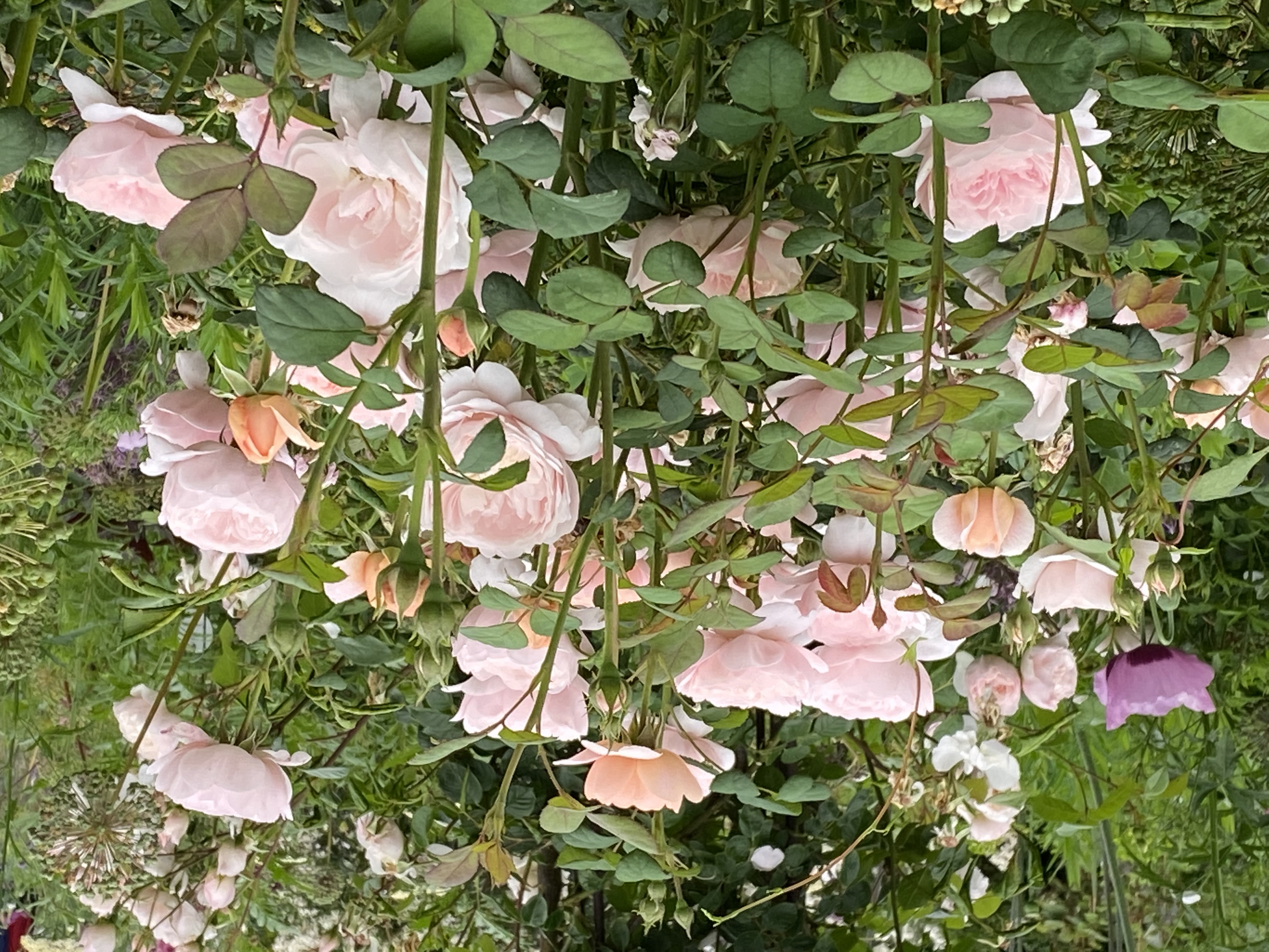 Rosa ‘Queen of Sweden‘