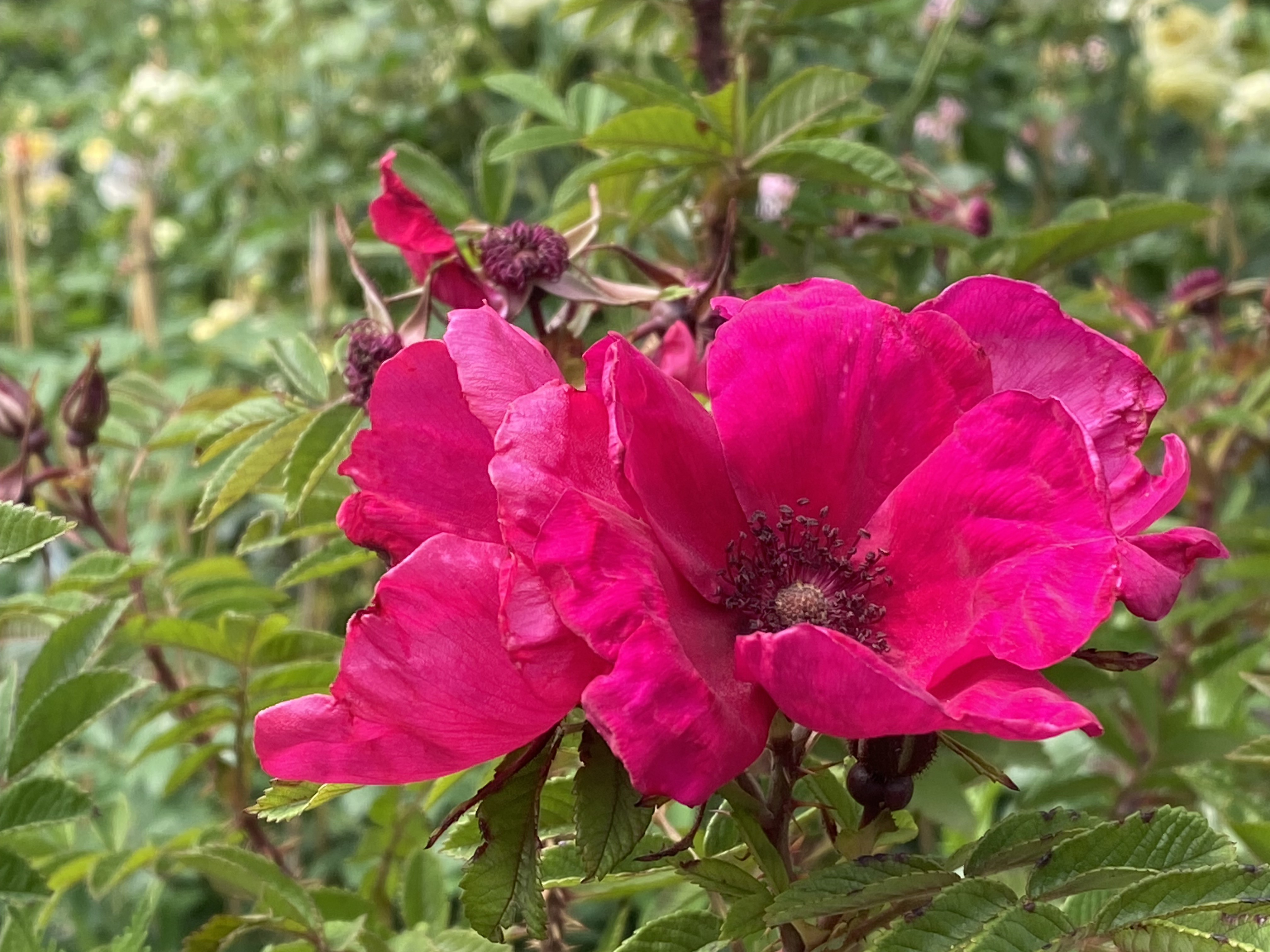 Rosa ‘Strandperle Norderney’