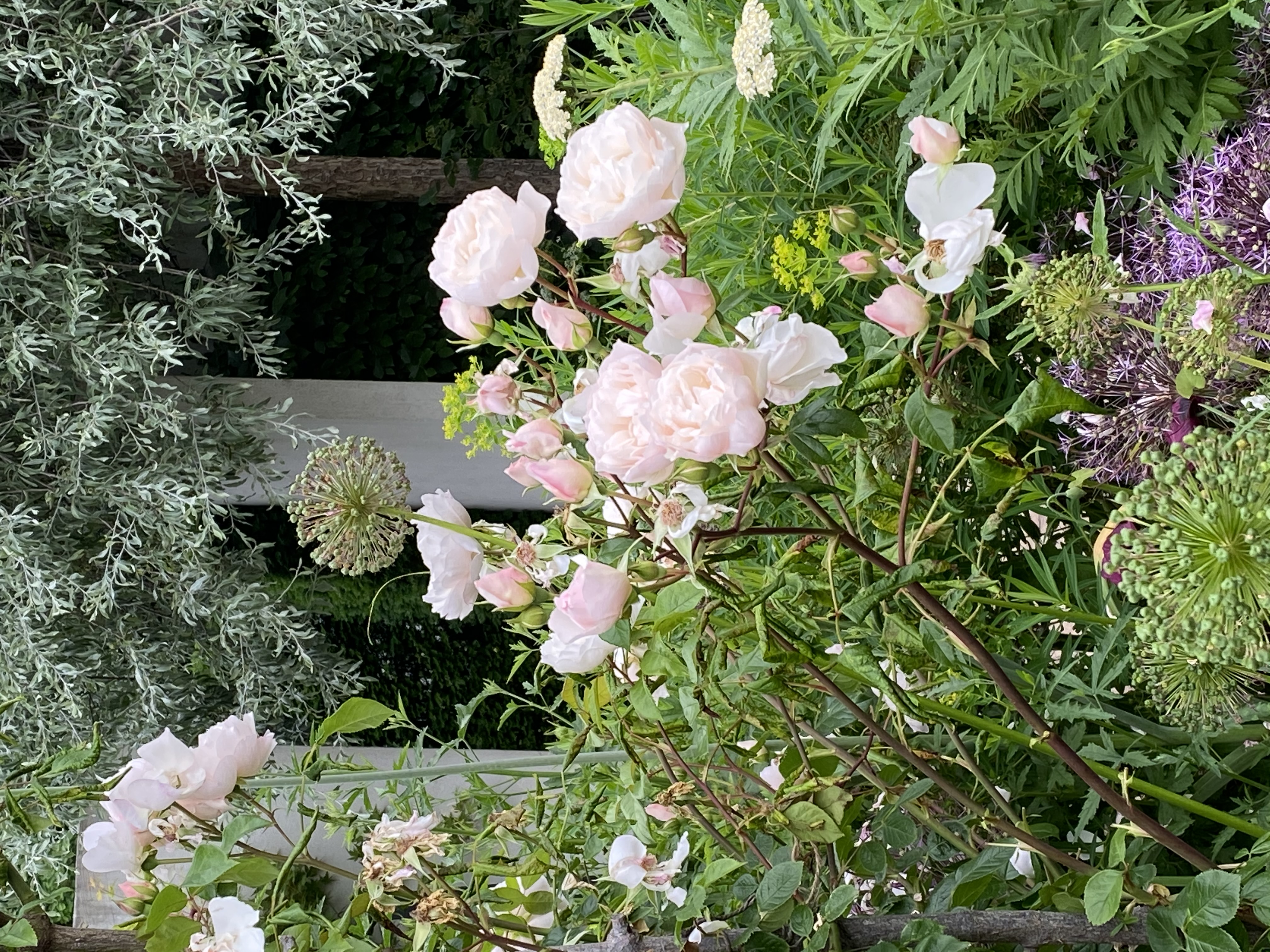Rosa 'The Generous Gardener'