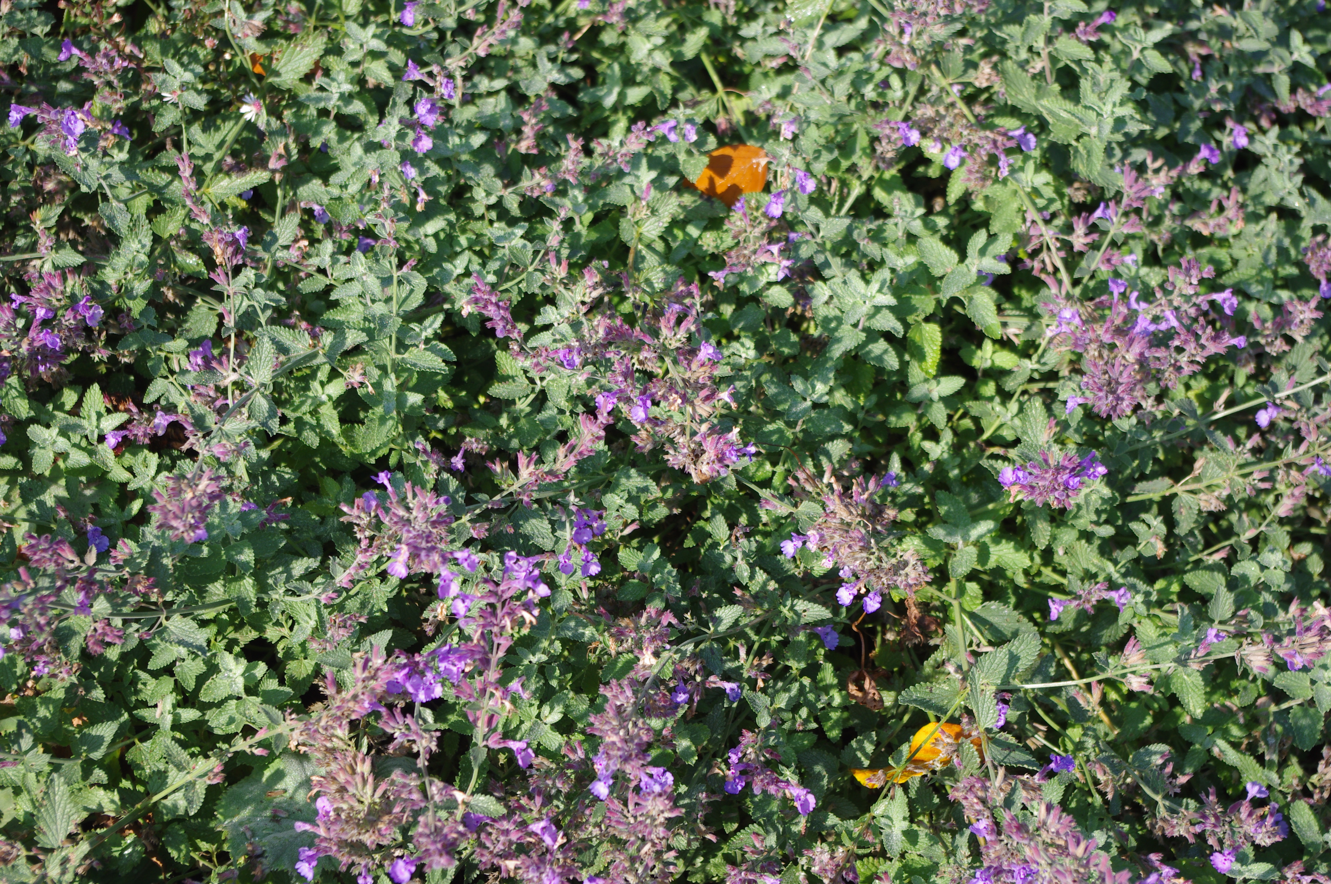 Nepeta 'Walker's Low'