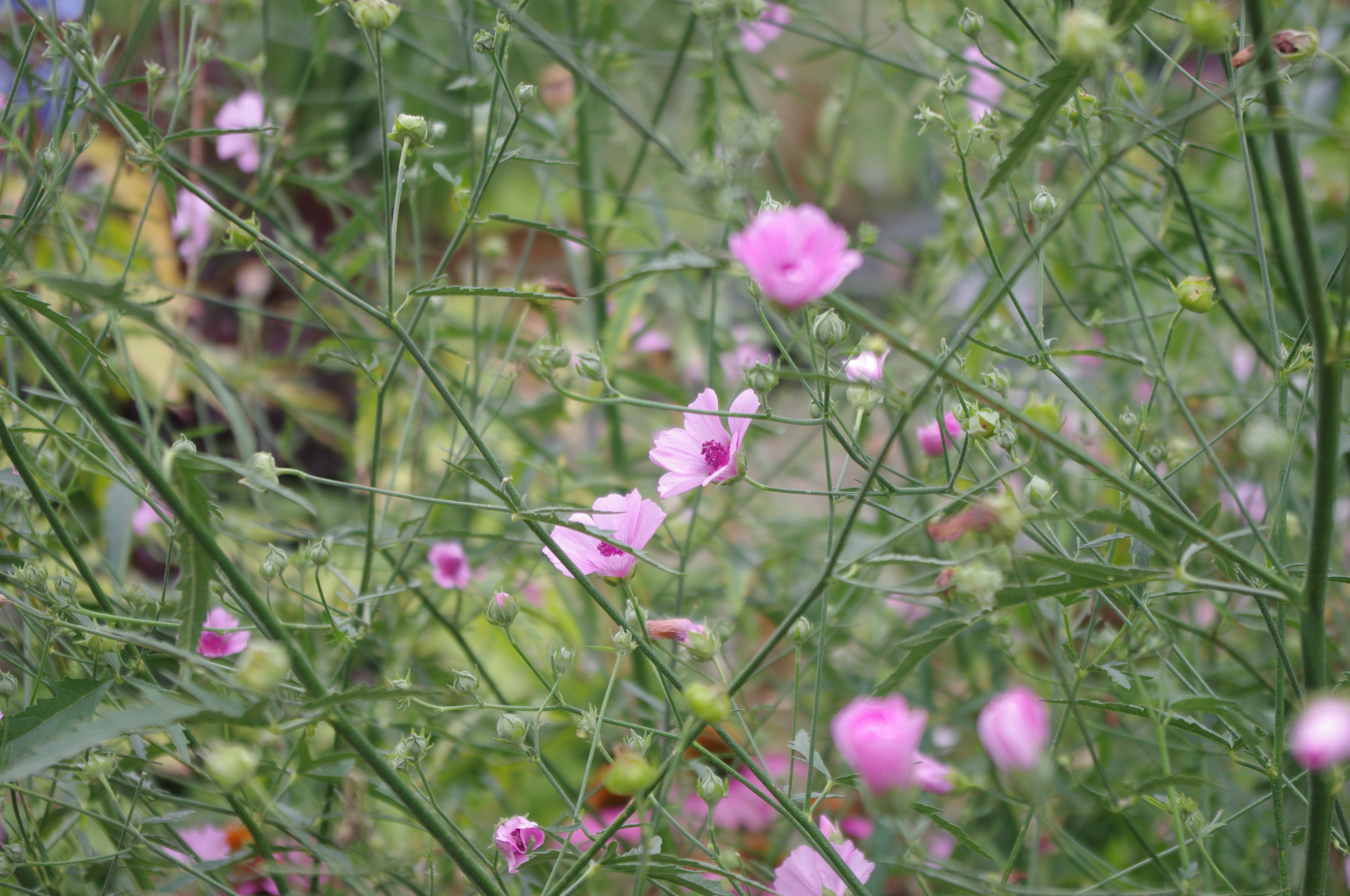 Althaea cannabina