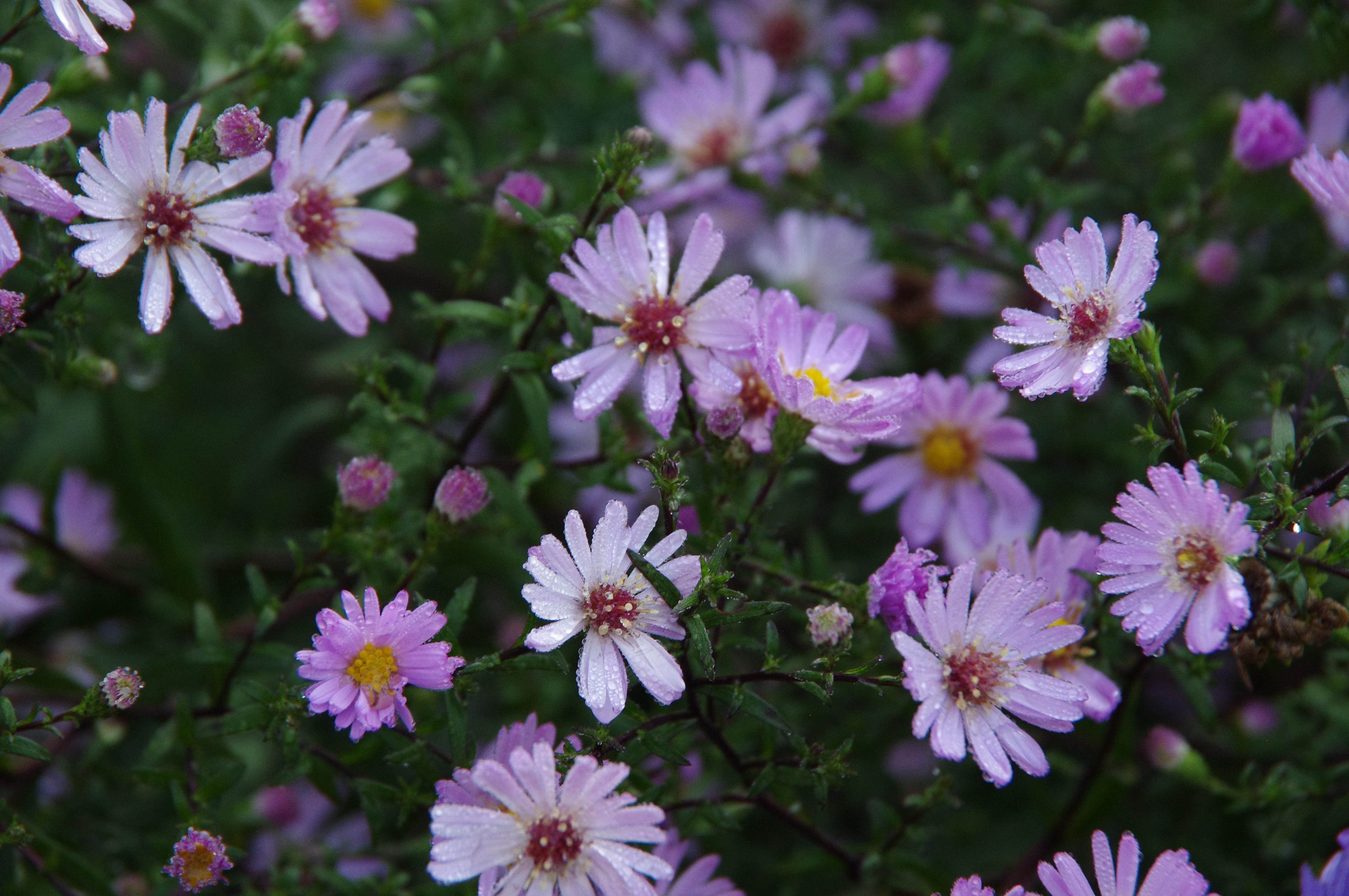 Aster 'Le Vasterival'