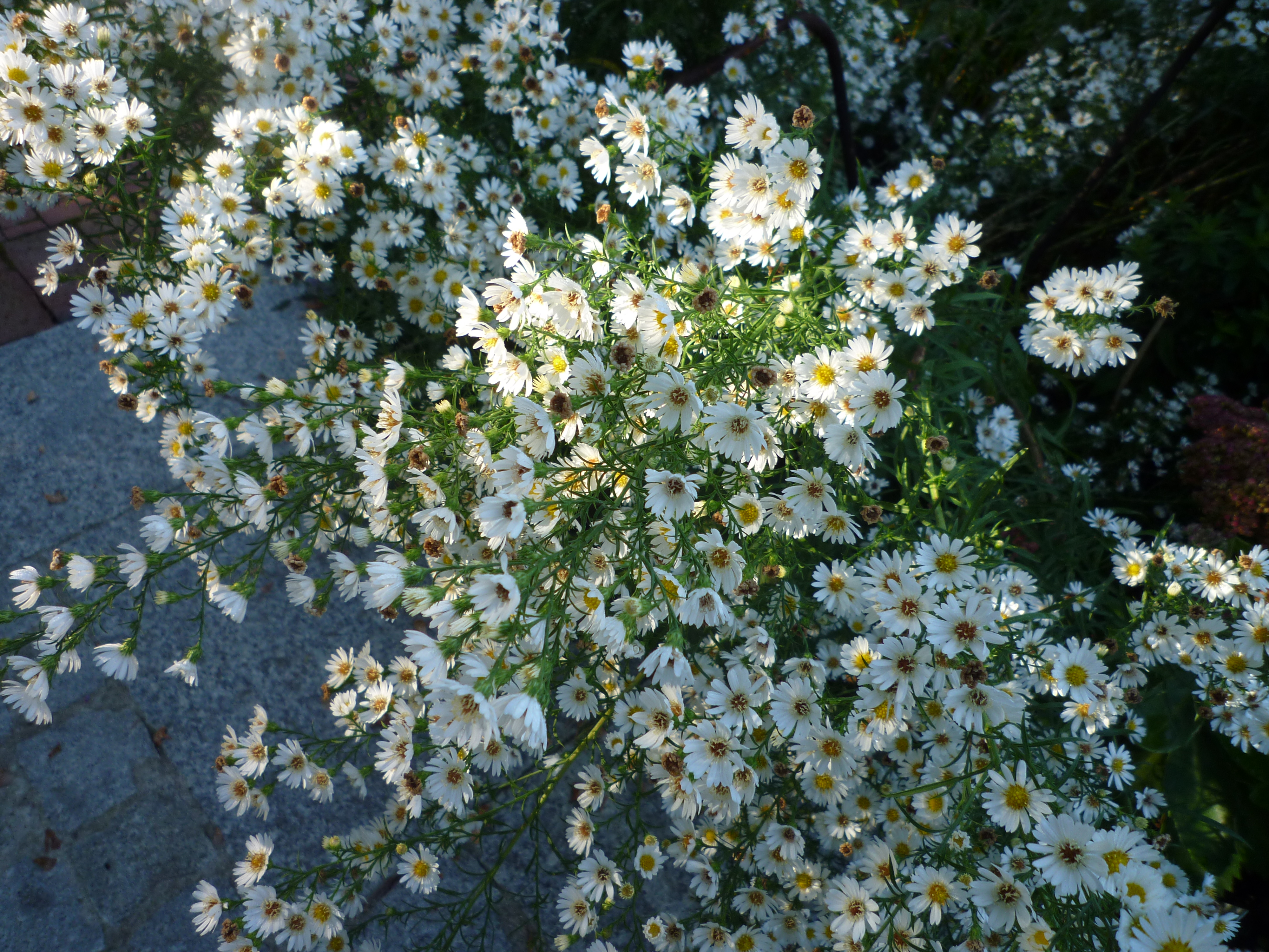Aster ericoides 'Schneegitter'