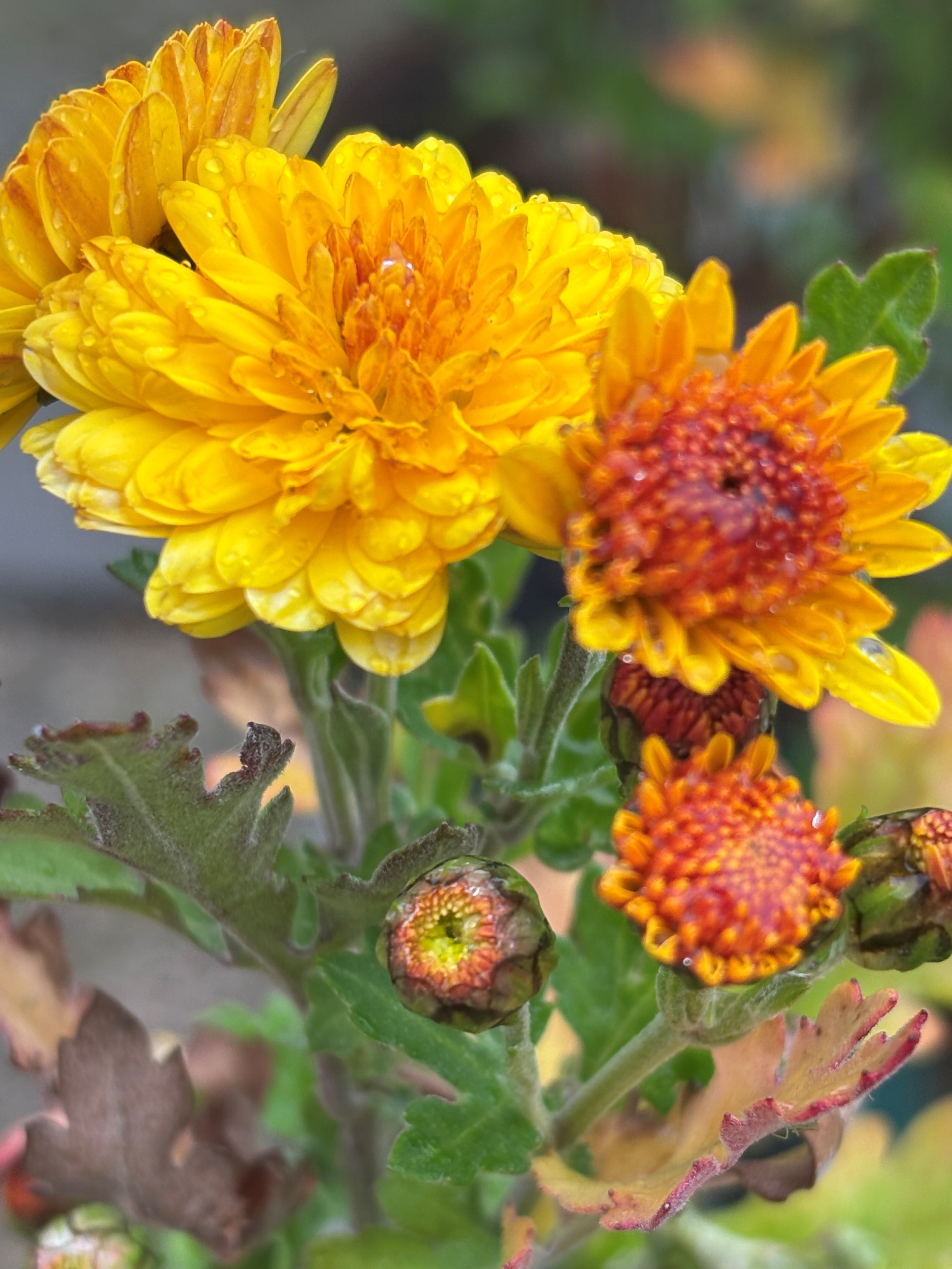 Chrysanthemum ‘Bienchen‘