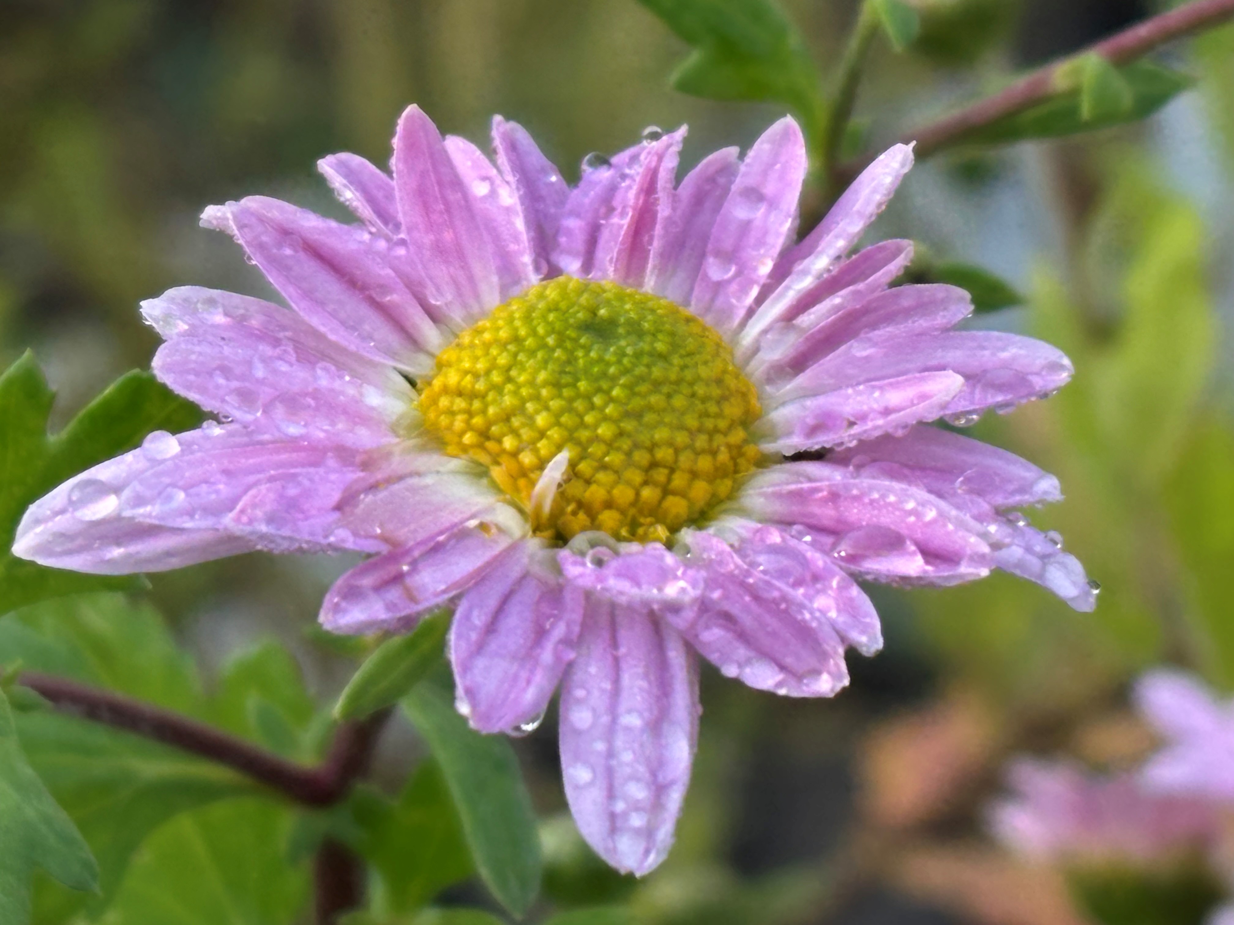 Chrysanthemum ‘Corinna‘