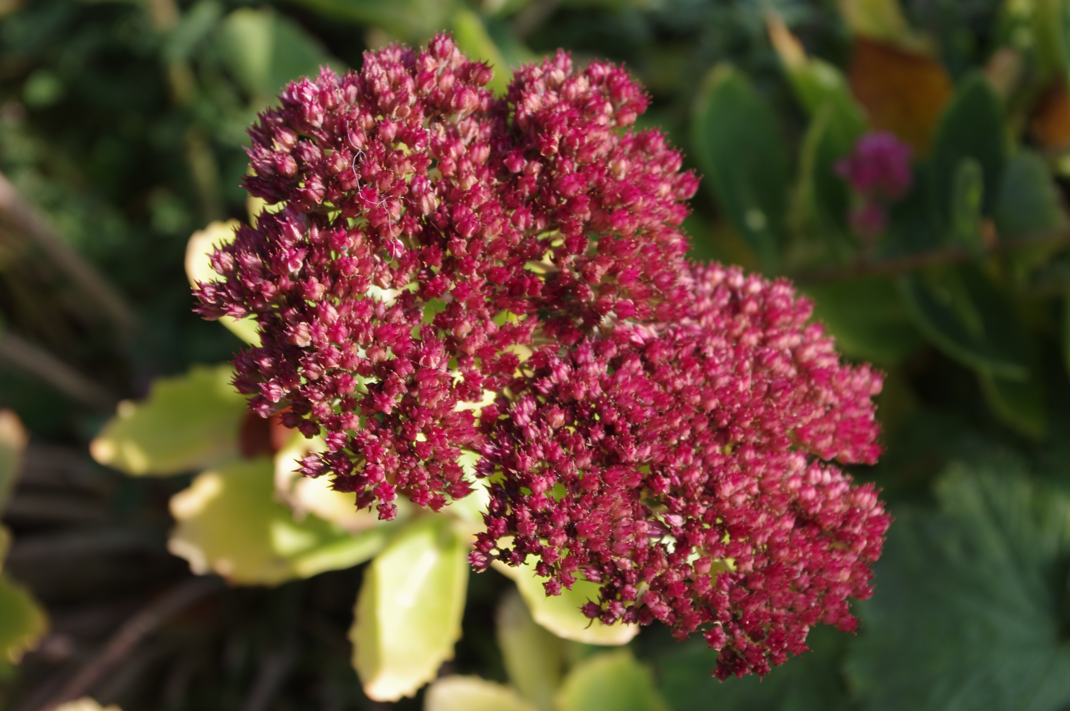Sedum 'Herbstfreude'