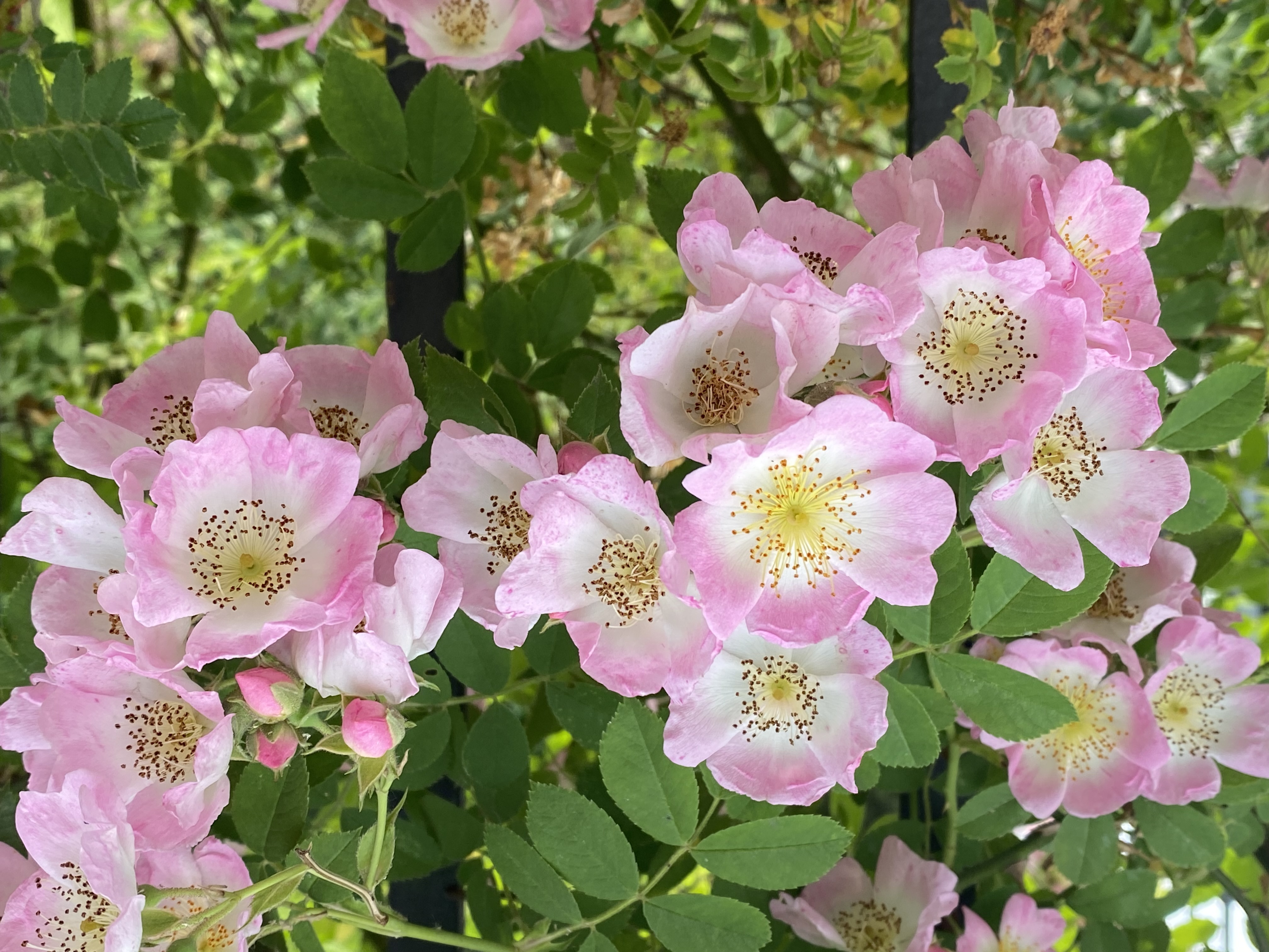 Rosa 'Kew Rambler'