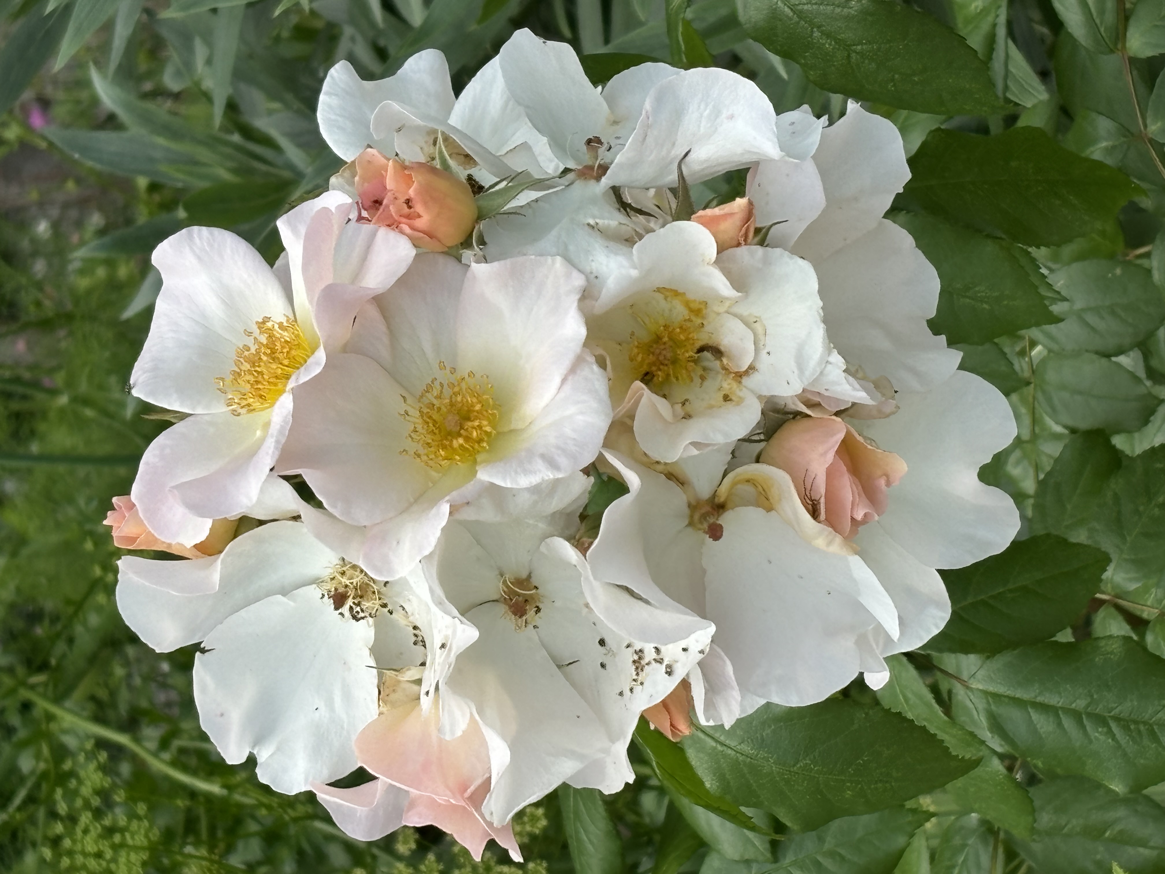 Rosa ‘Sally Holmes‘