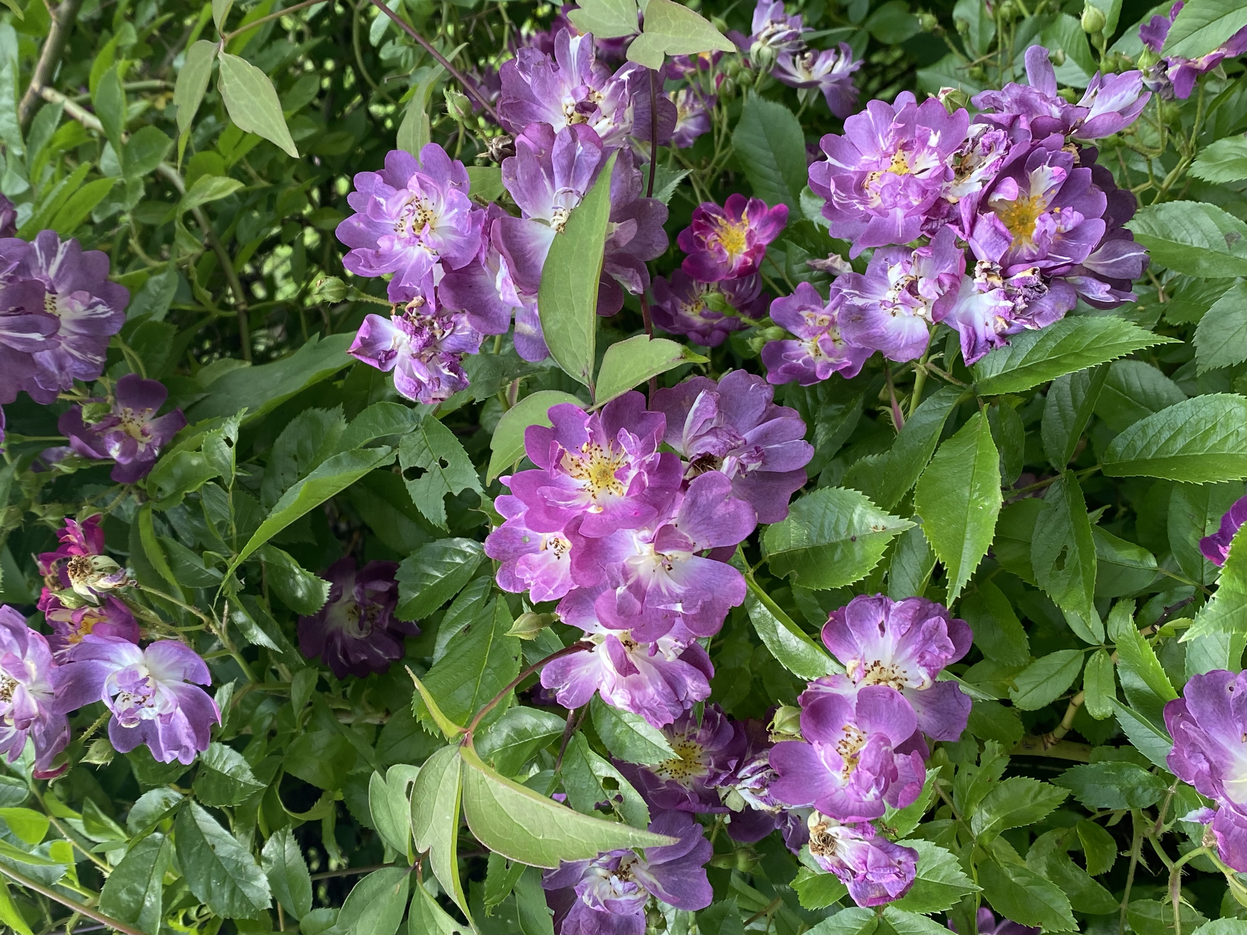 Rosa ‘Veilchenblau’