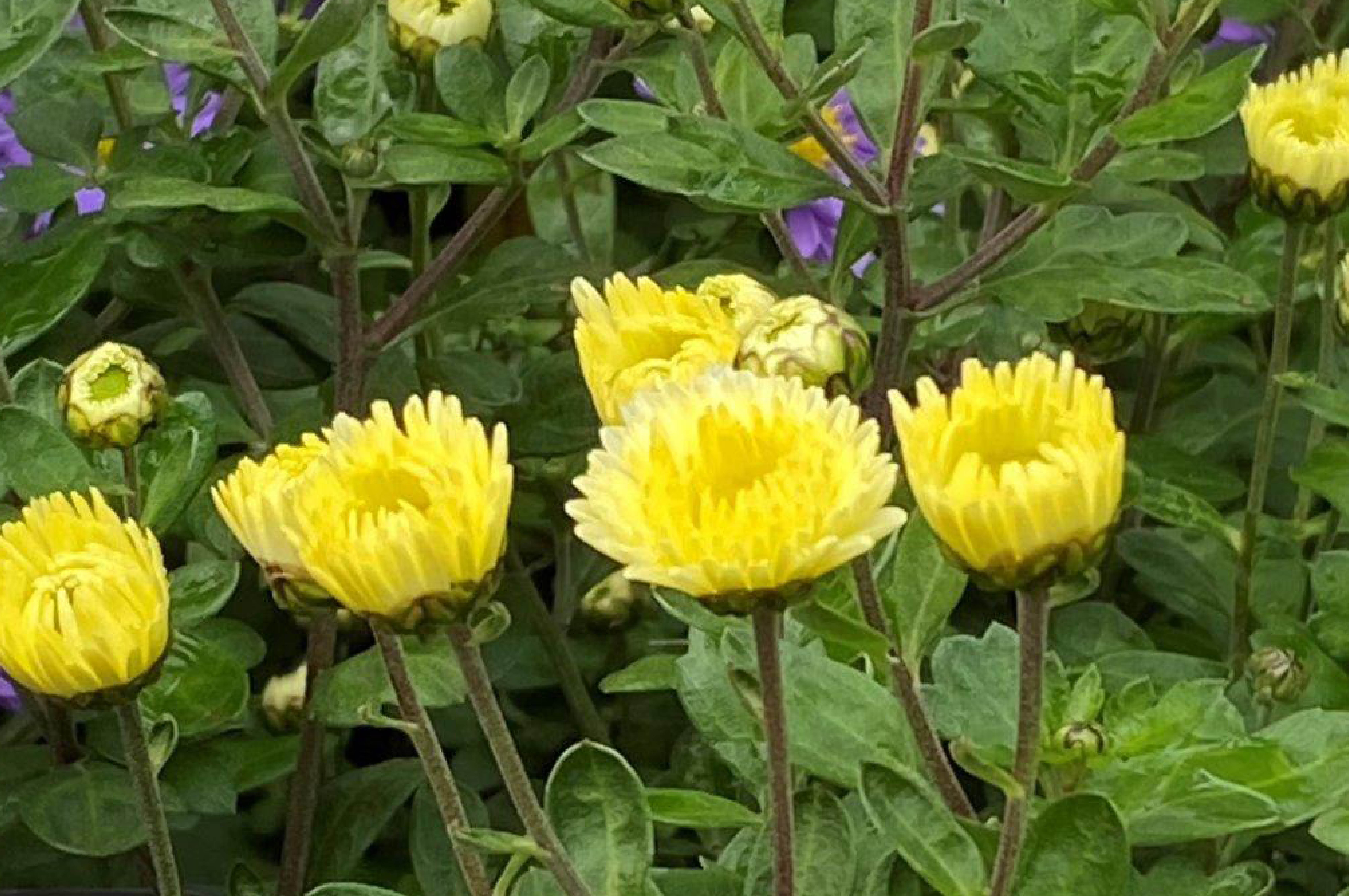Chysanthemum 'Poesie'