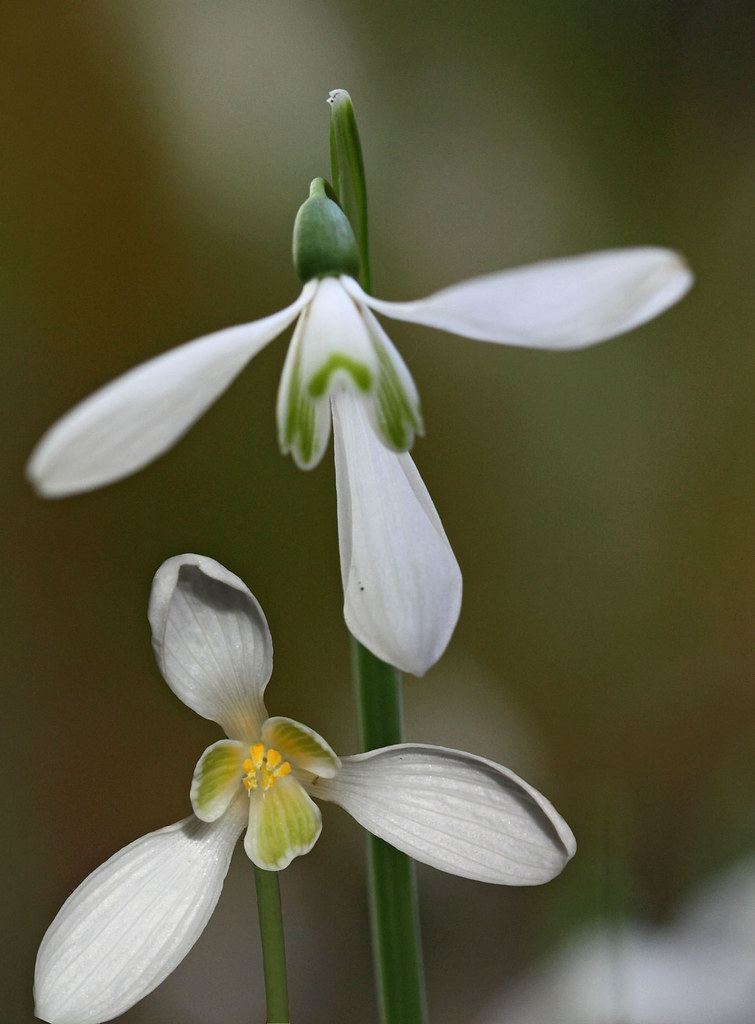 Galanthus reginae-olgae (