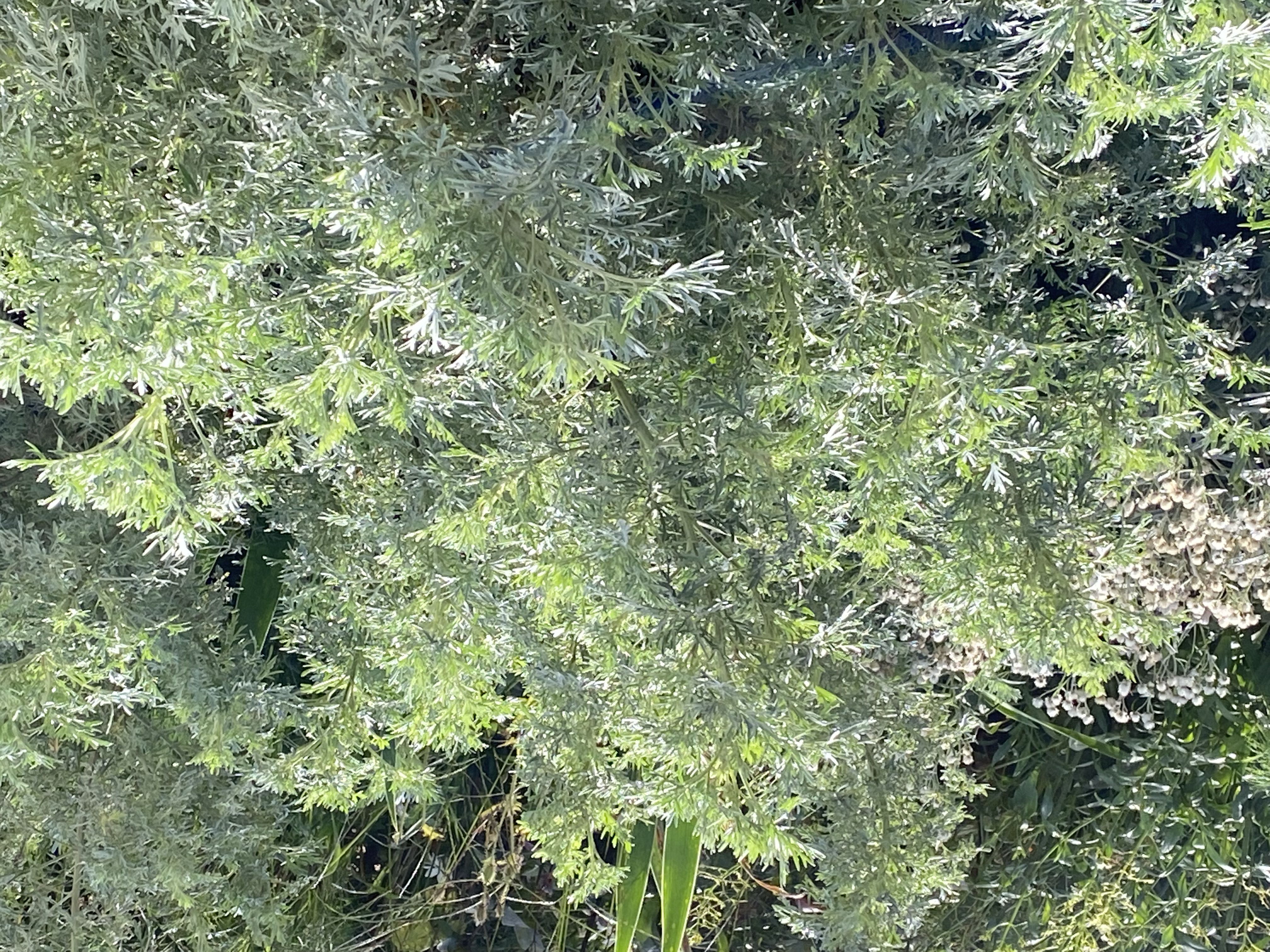 Artemisia arborescens 'Powys Castle'