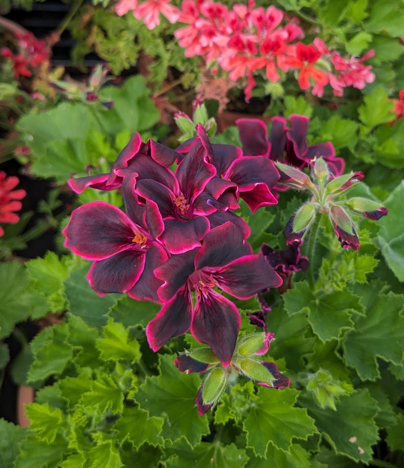 Pelargonium 'Lord Bute'