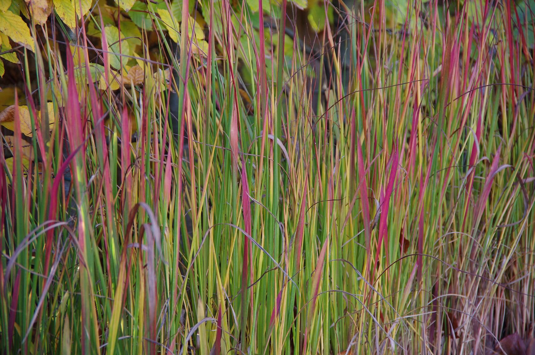 Imperata cilindrica 'Red Baron'