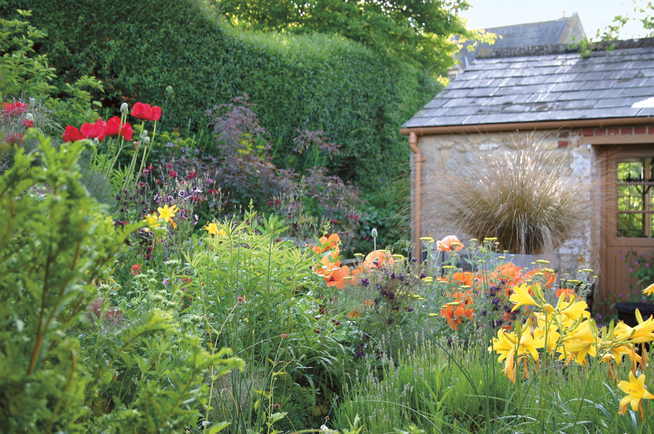 Miscanthus chinensis 'Malepartus'