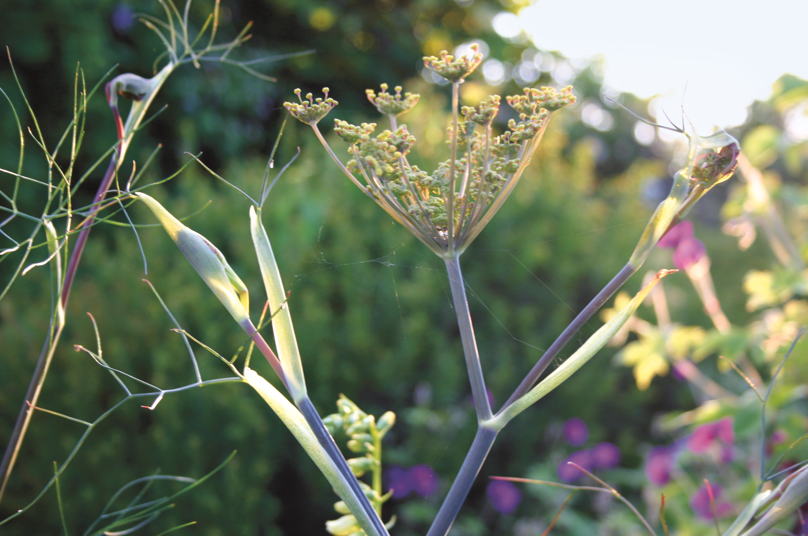 Miscanthus sinensis 'Ferner Osten'