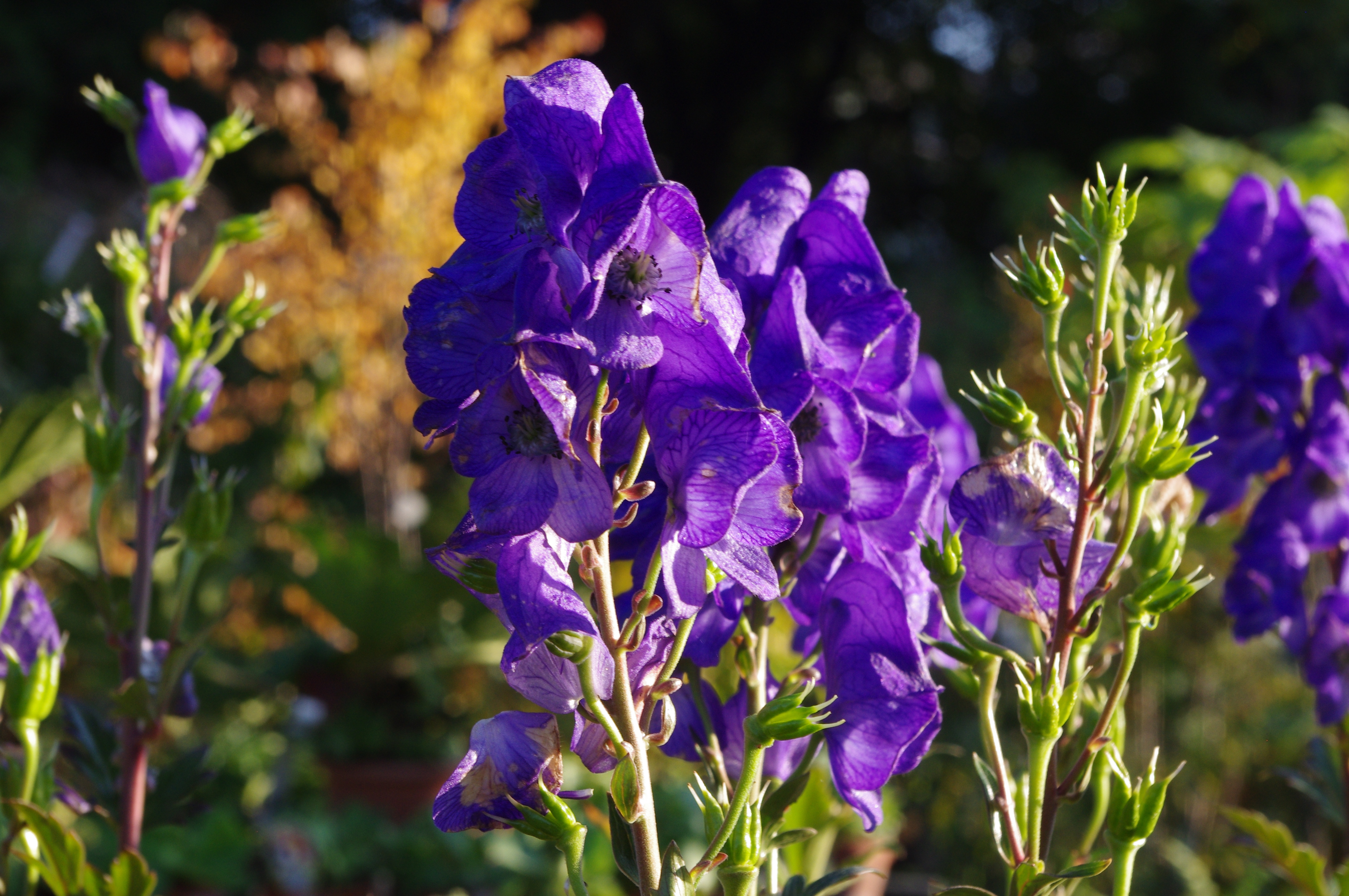 Aconitum arendsii