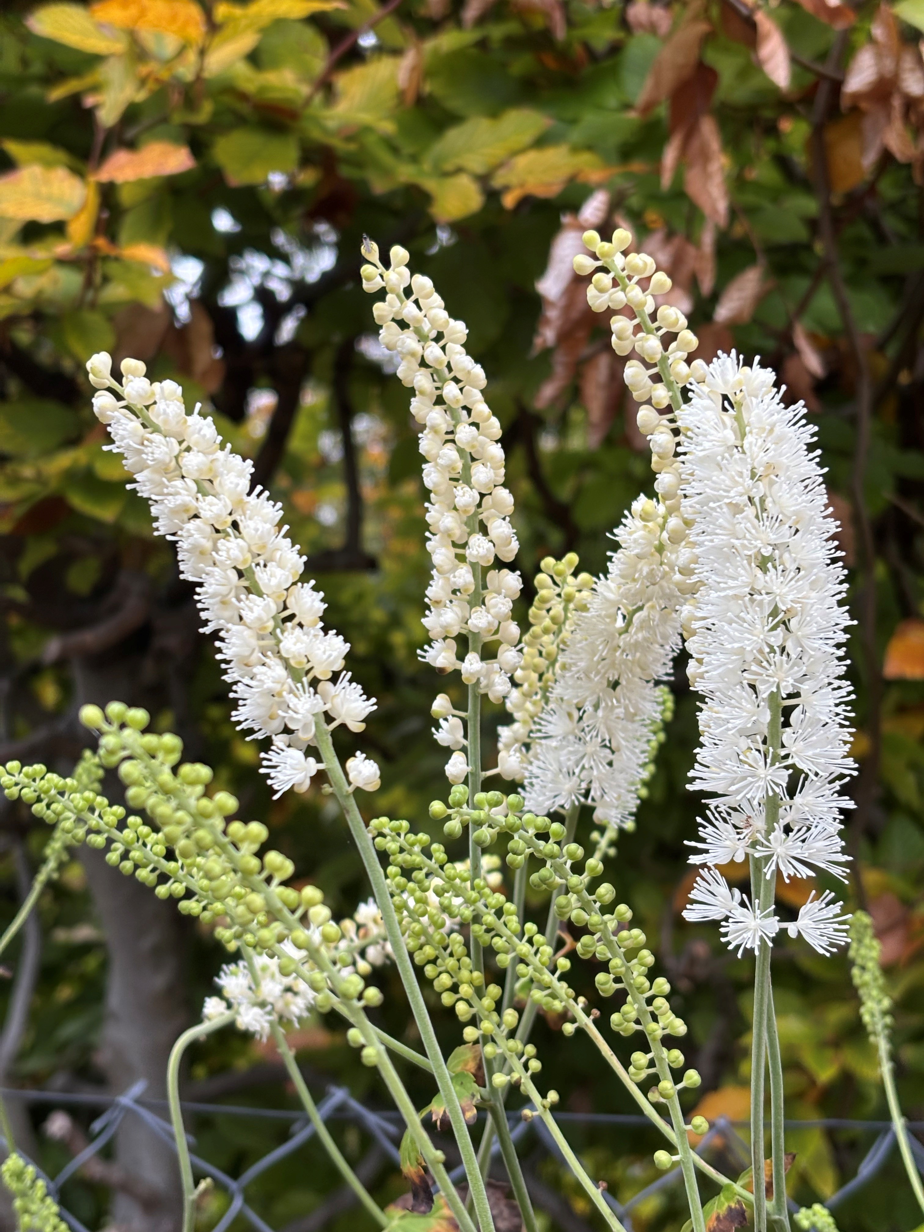 Cimicifuga simplex 'White Pearl'