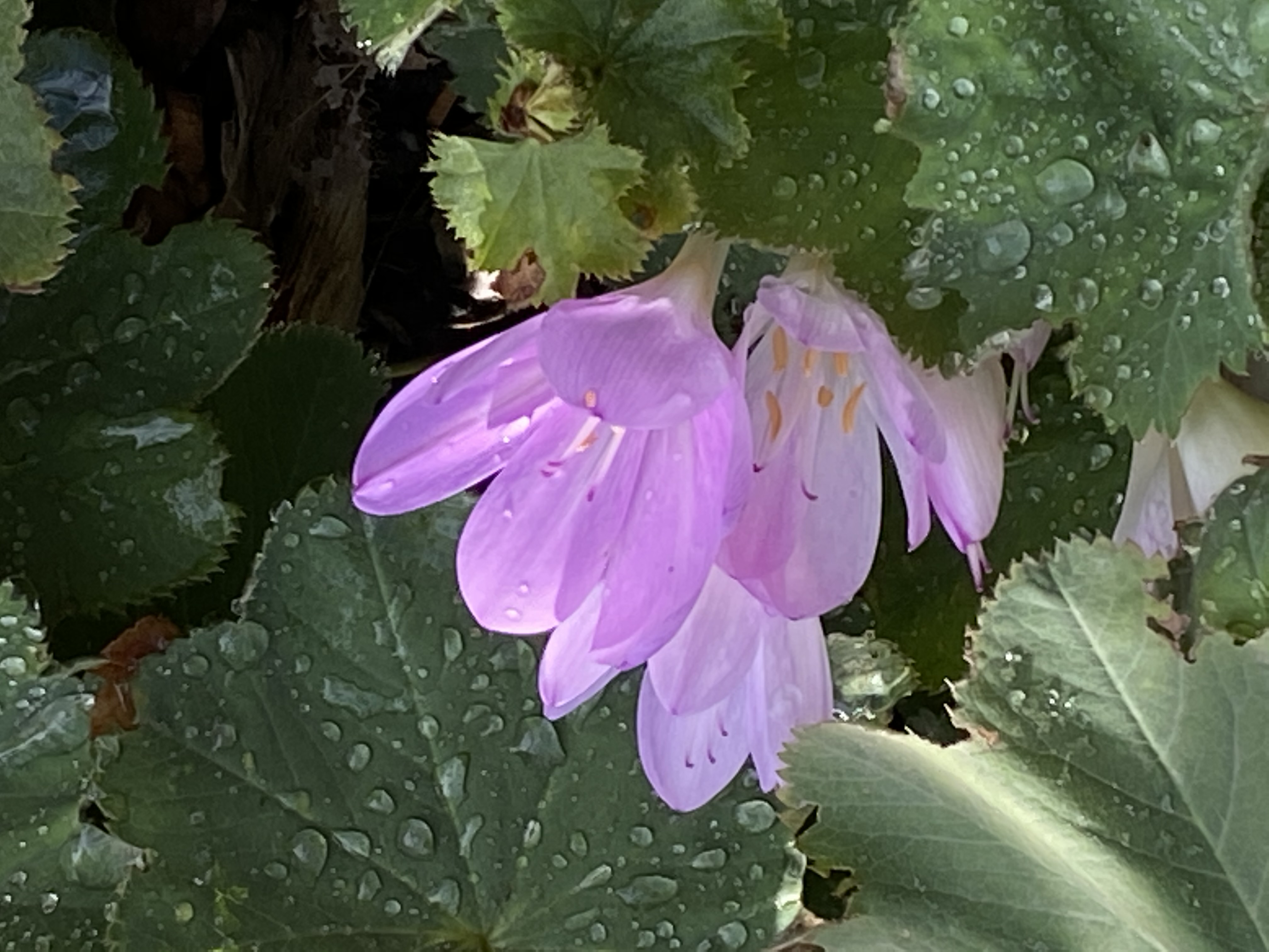 Colchicum x byzantinum 4