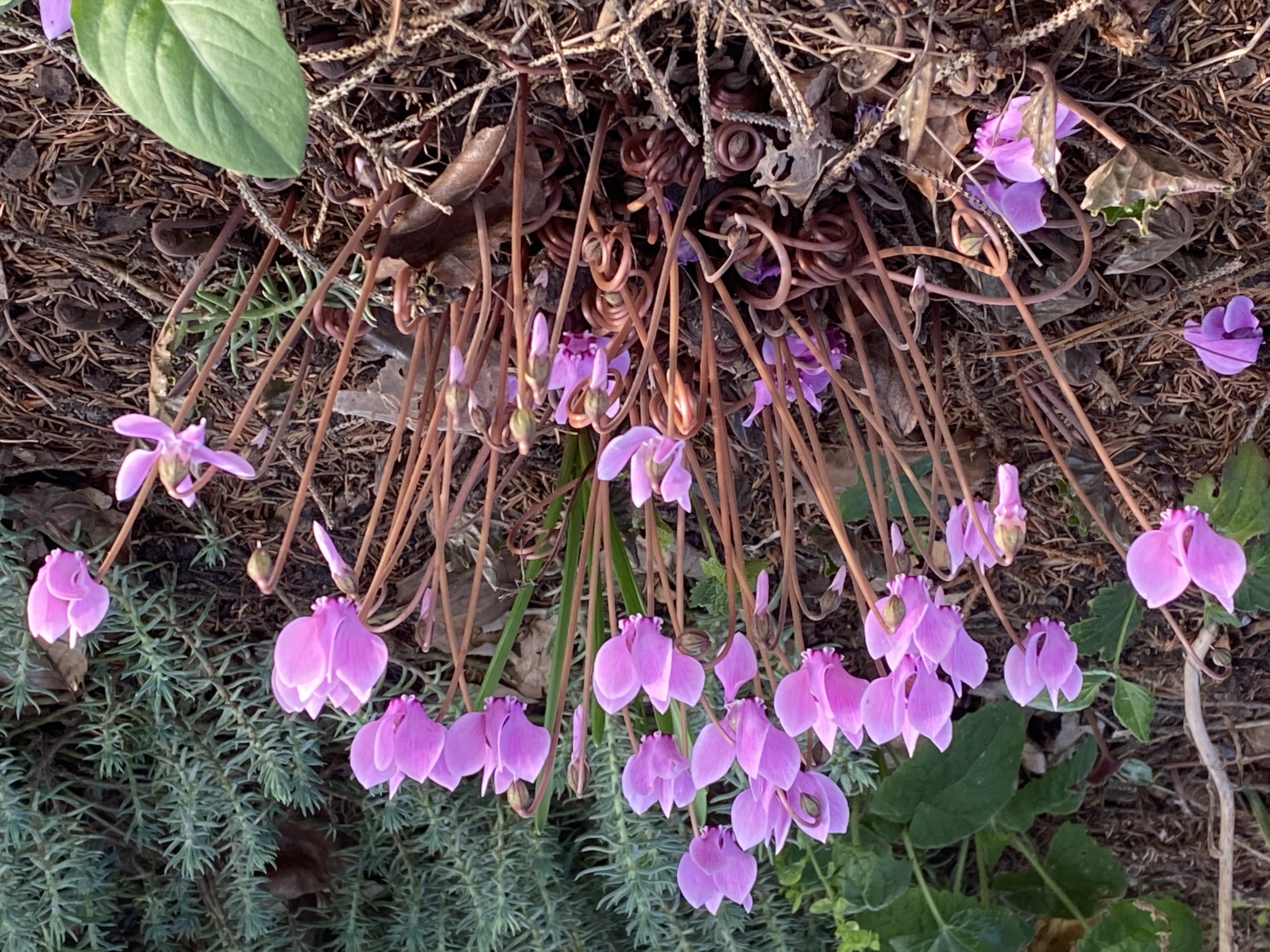 Cyclamen hederifolium