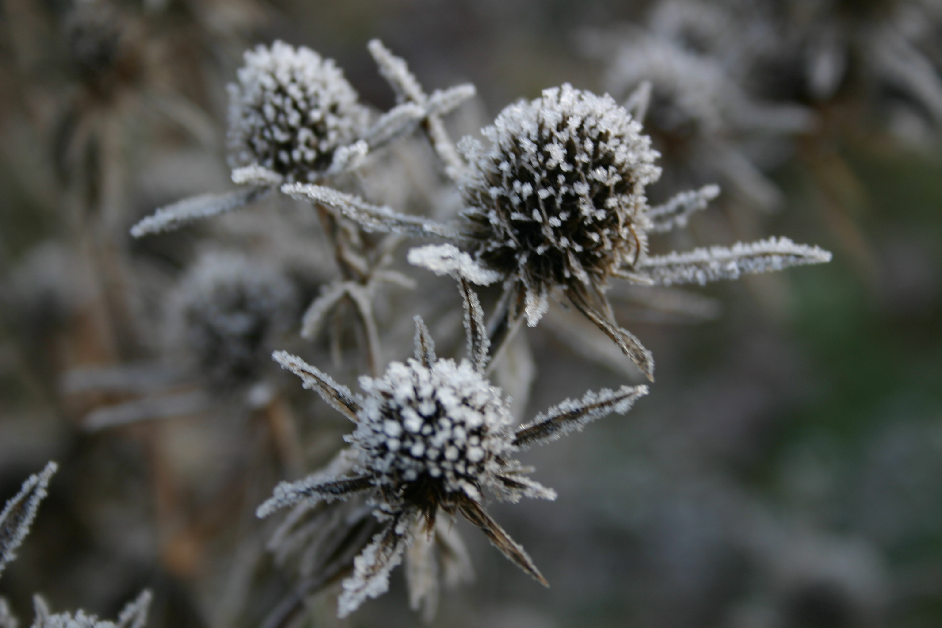 Eryngium