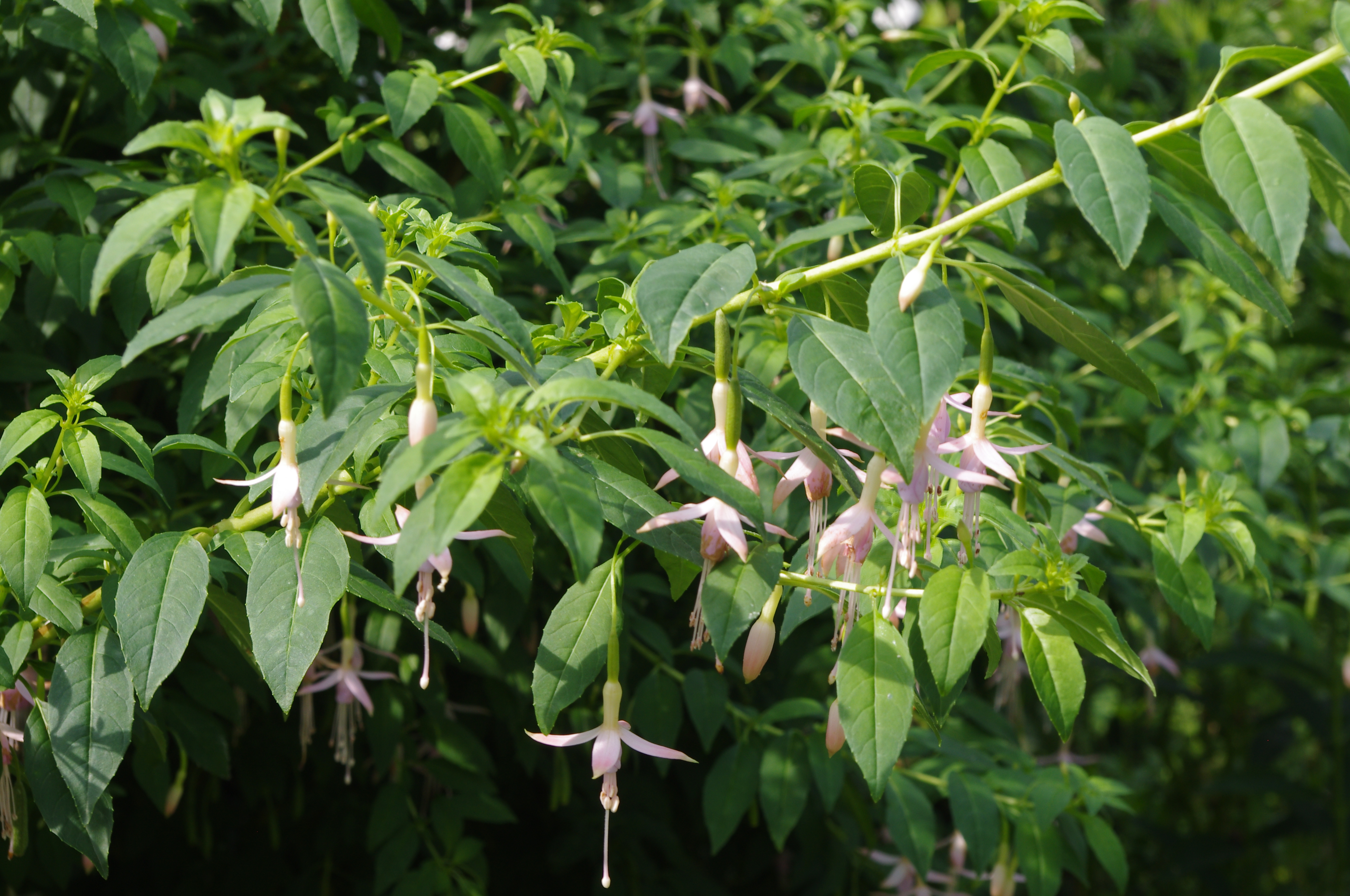 Fuchisa magellanica 'Alba'