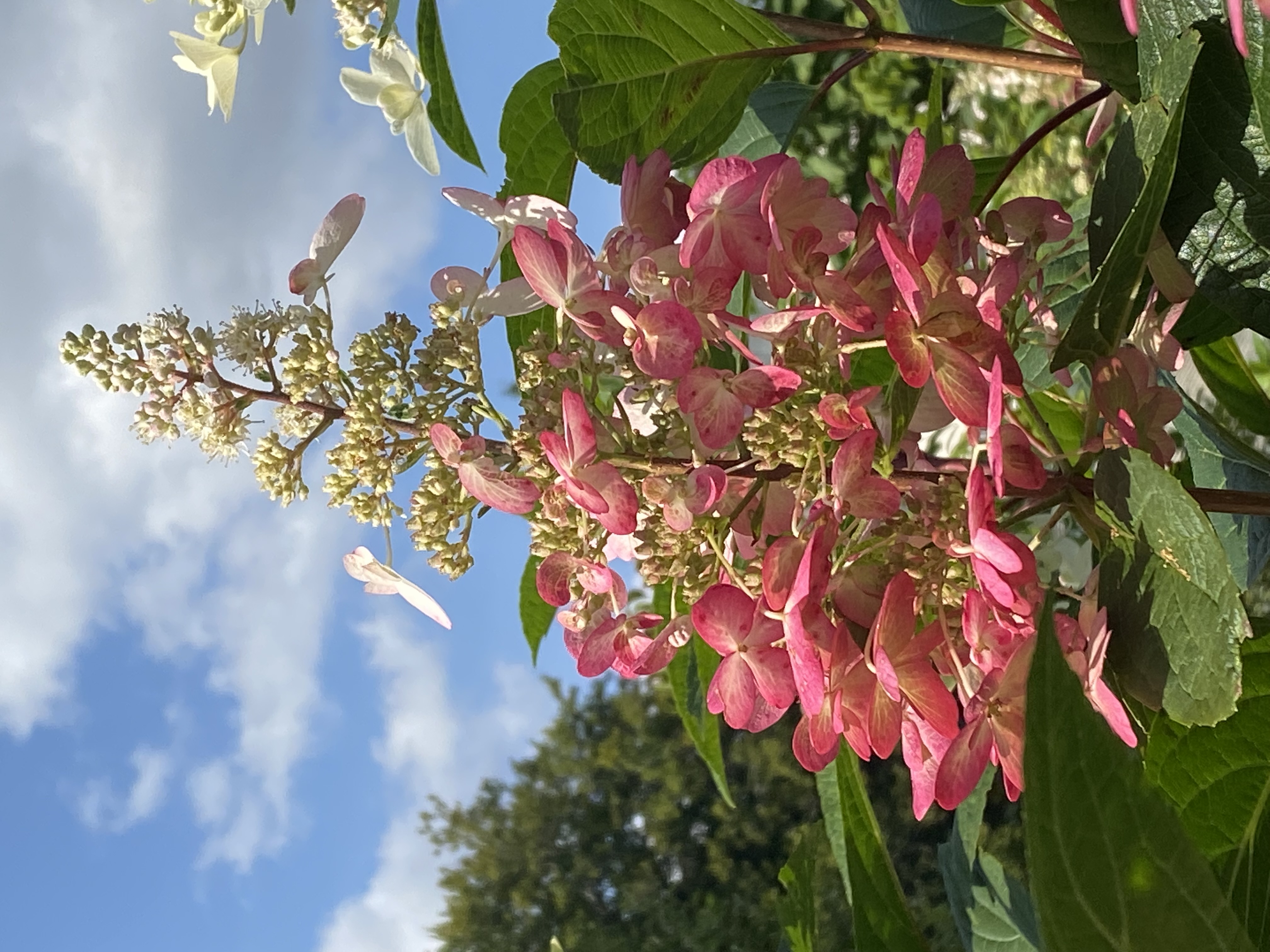 Hydrangea 'Pinky Winky'