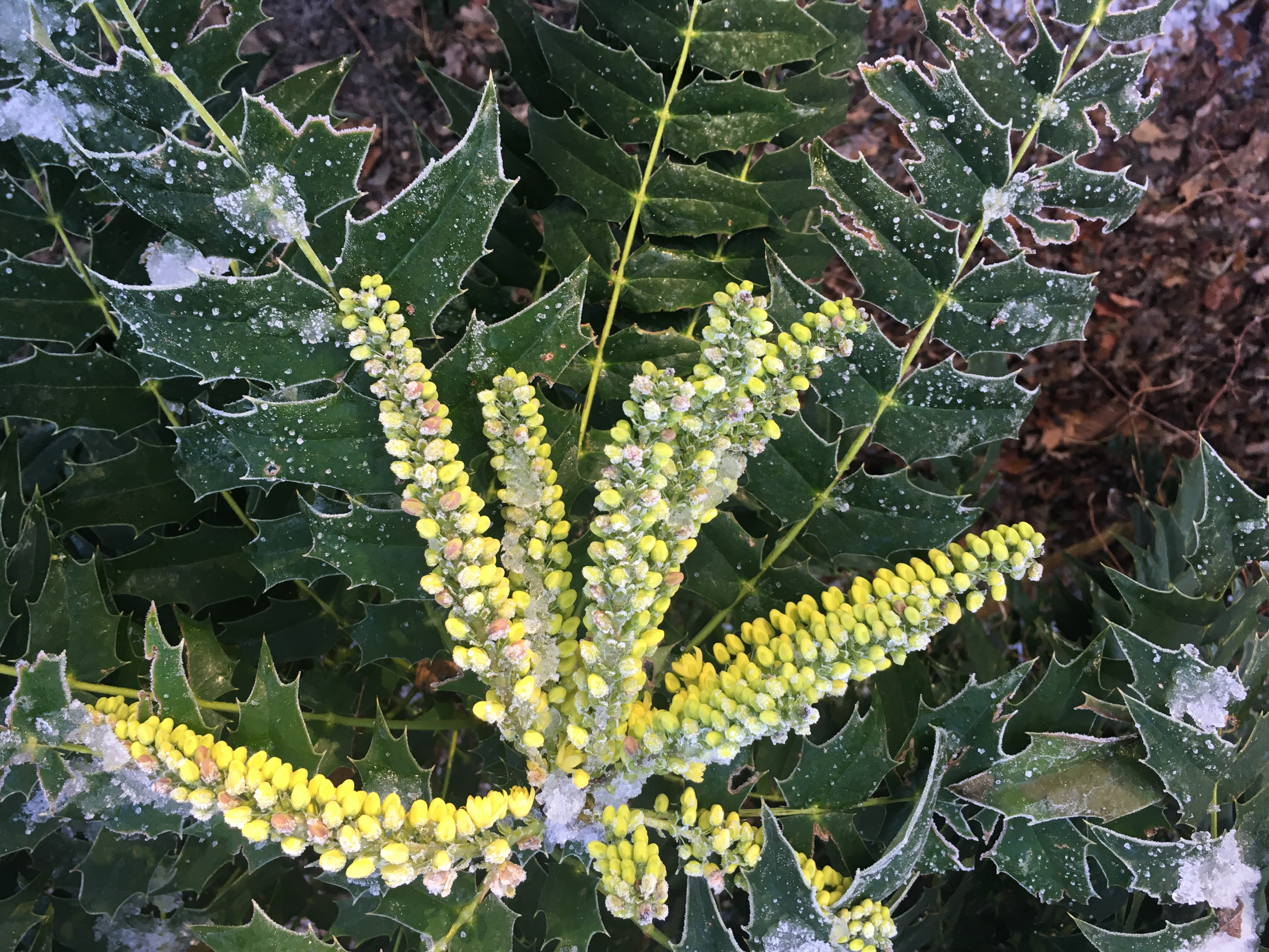 Mahonia 'Charity'
