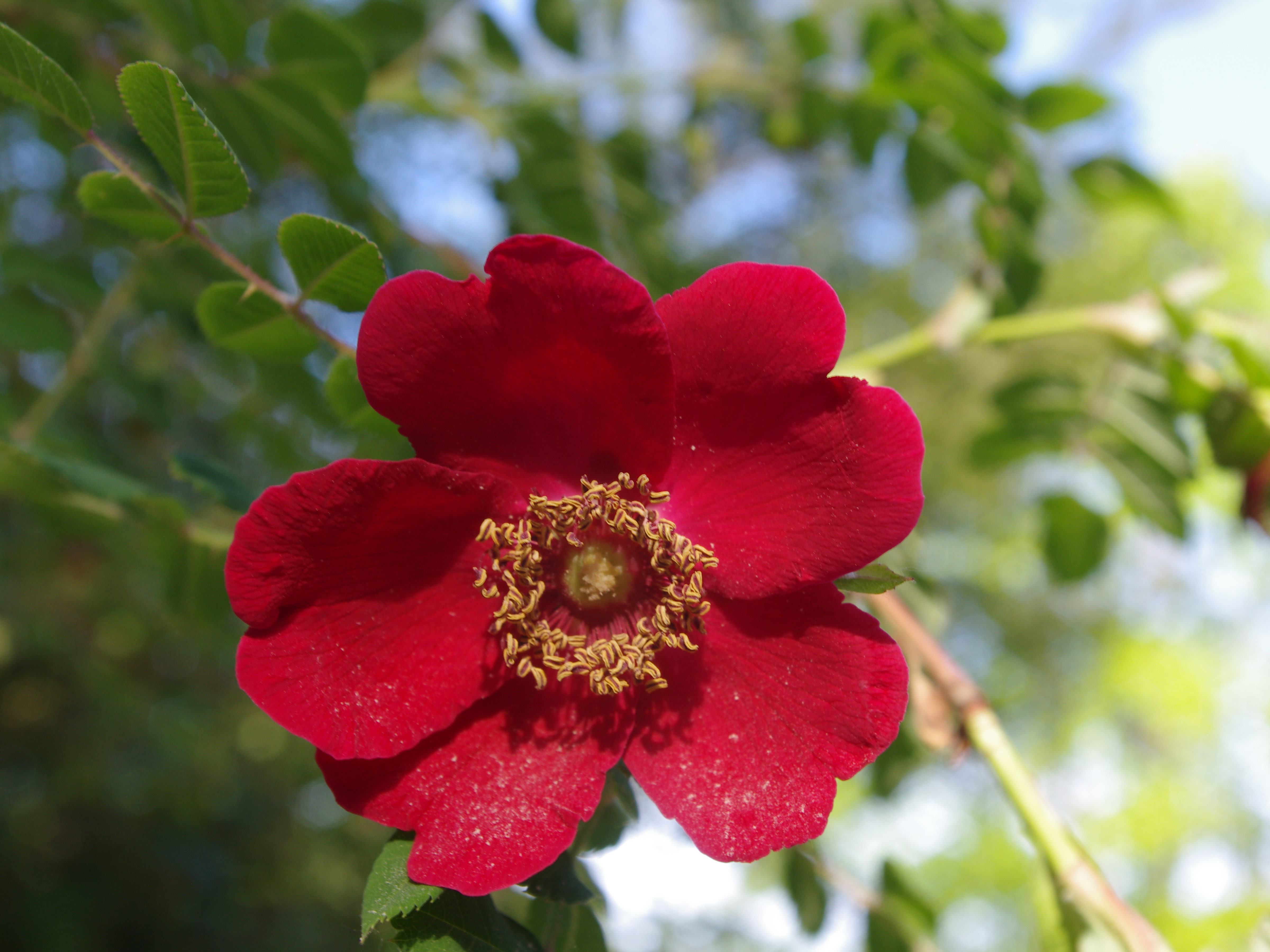Rosa moyesii