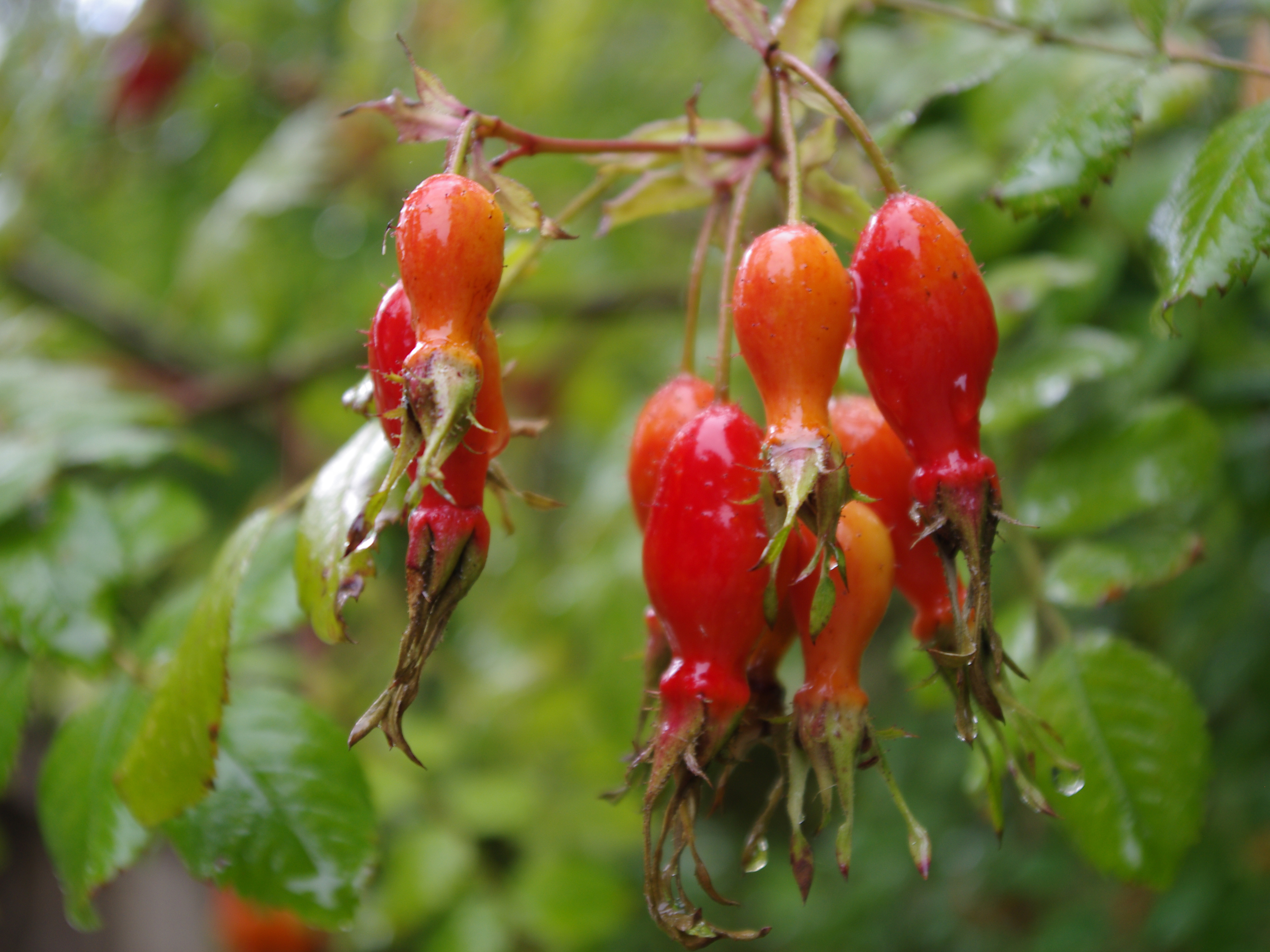 Rosa moyesii