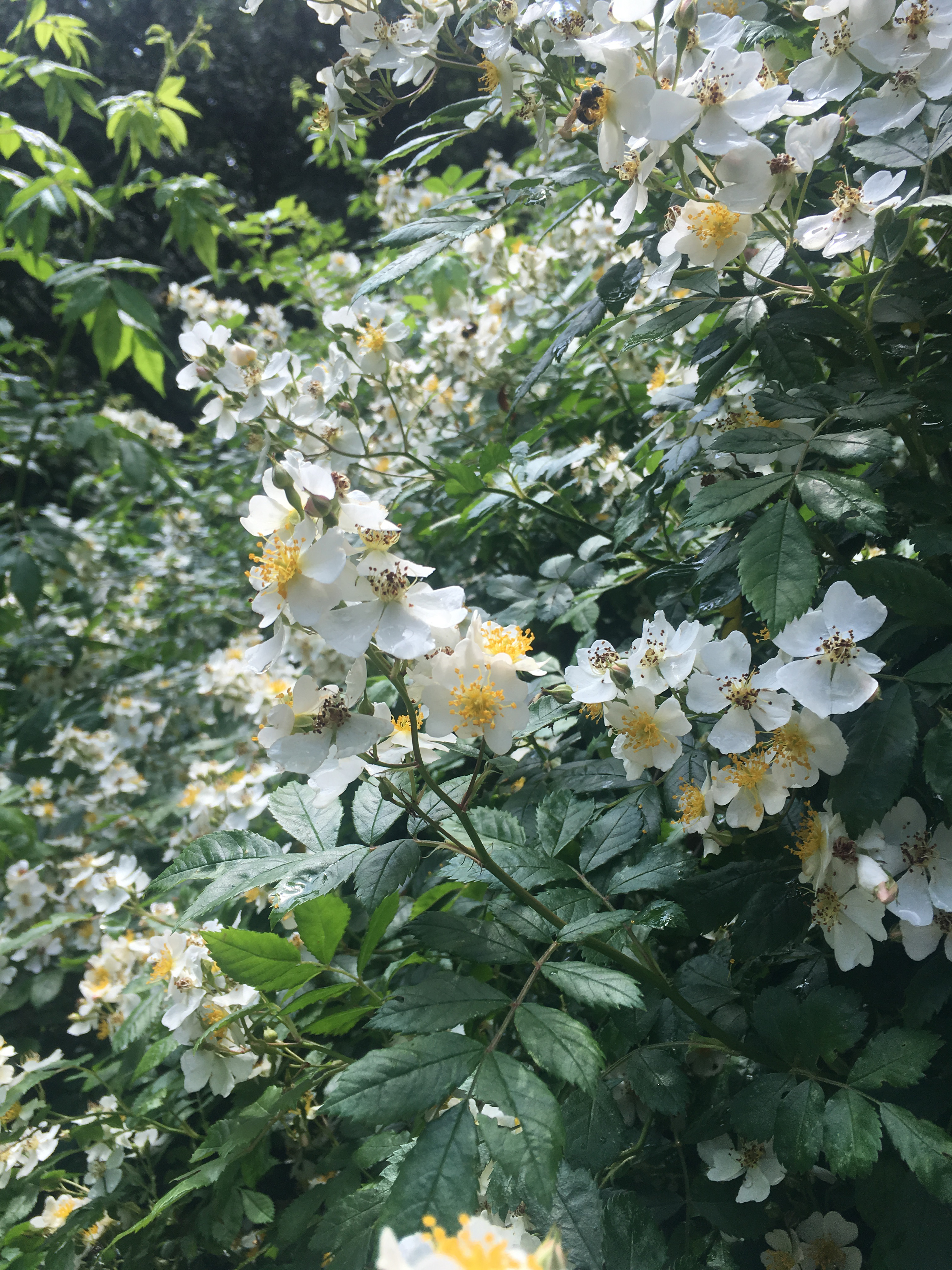 Rosa multiflora