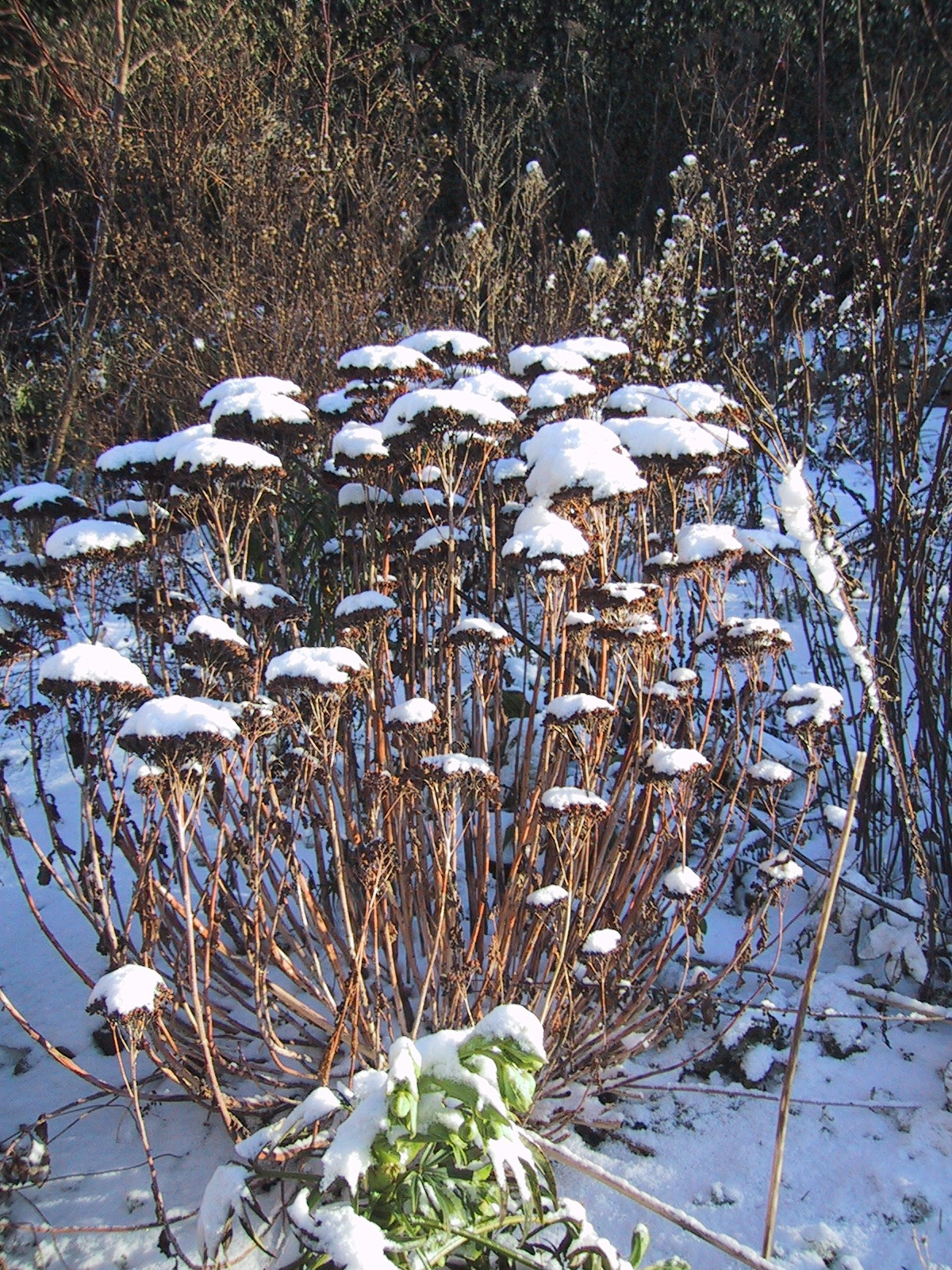 Sedum 'Herbstfreude'