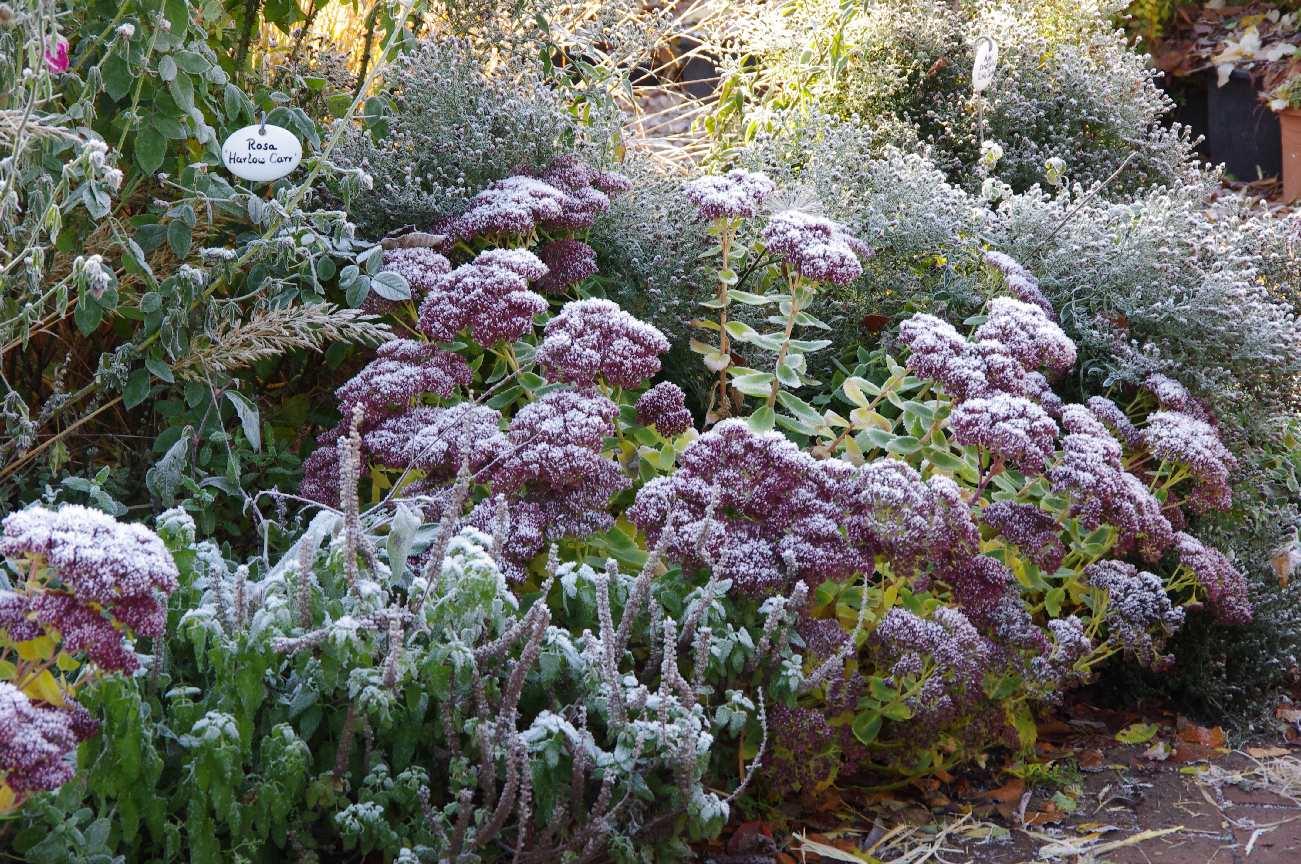 Sedum Frost