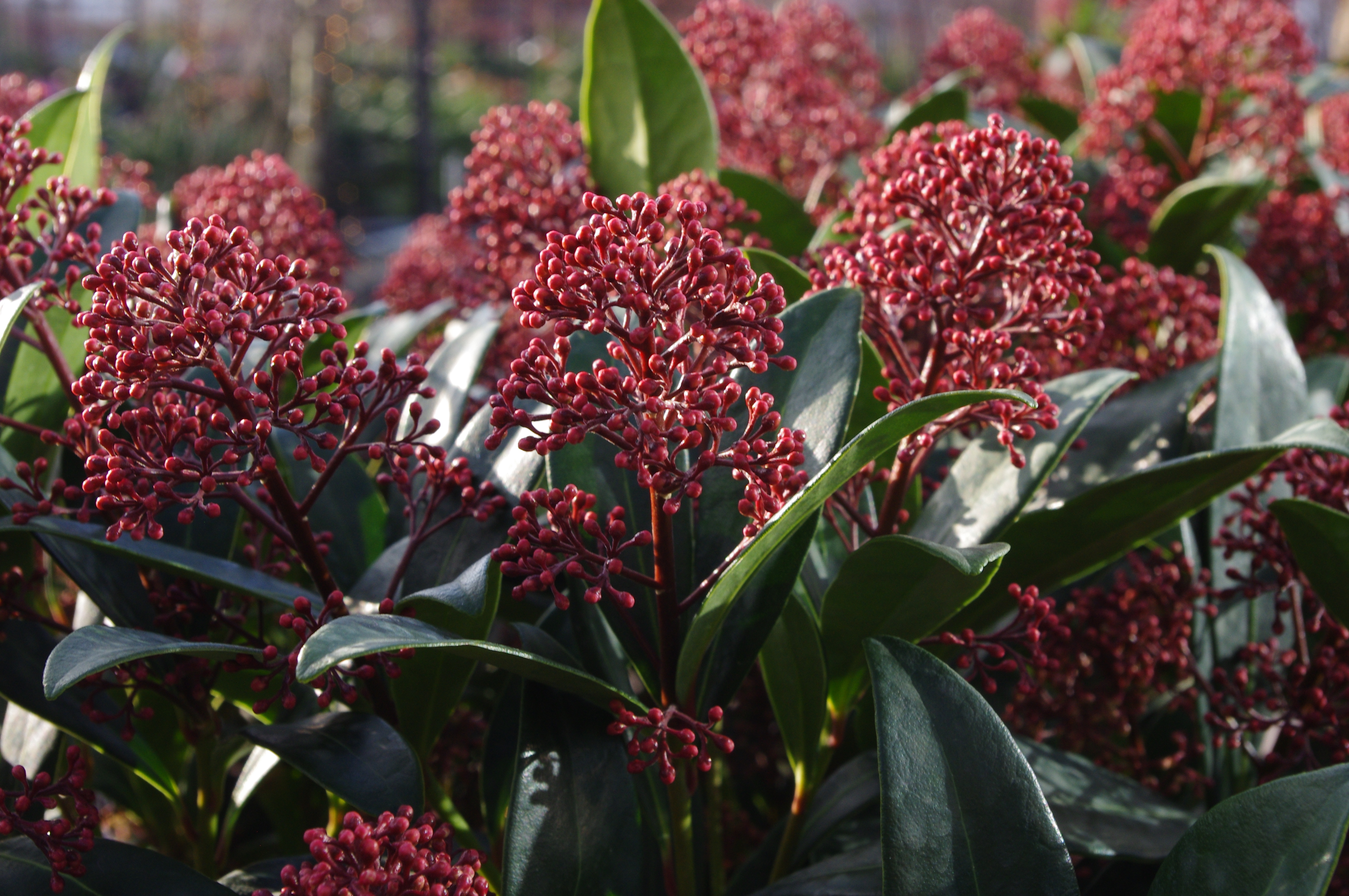 Skimmia 'Rubella'