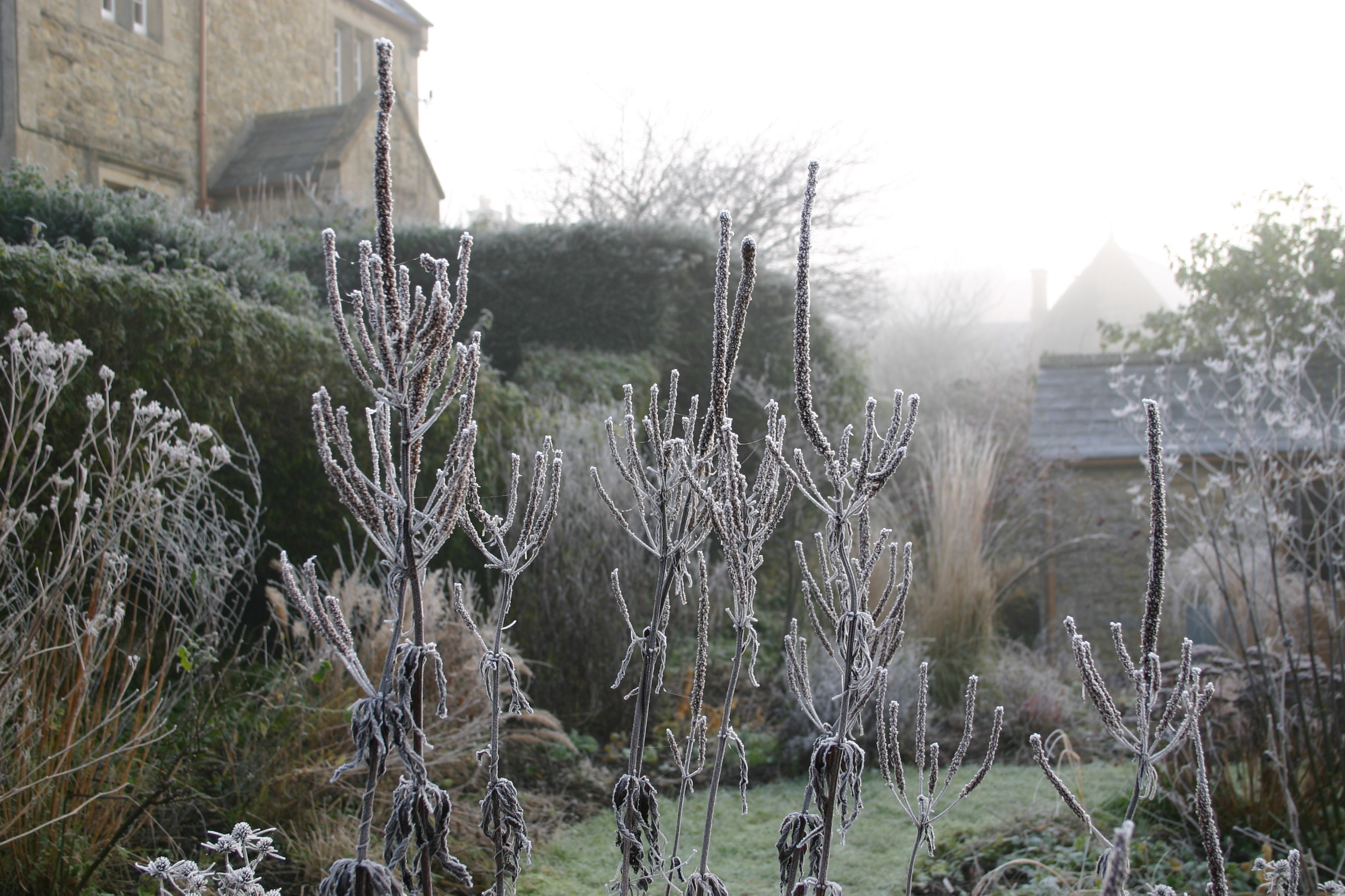 Veronicastrum virigicum