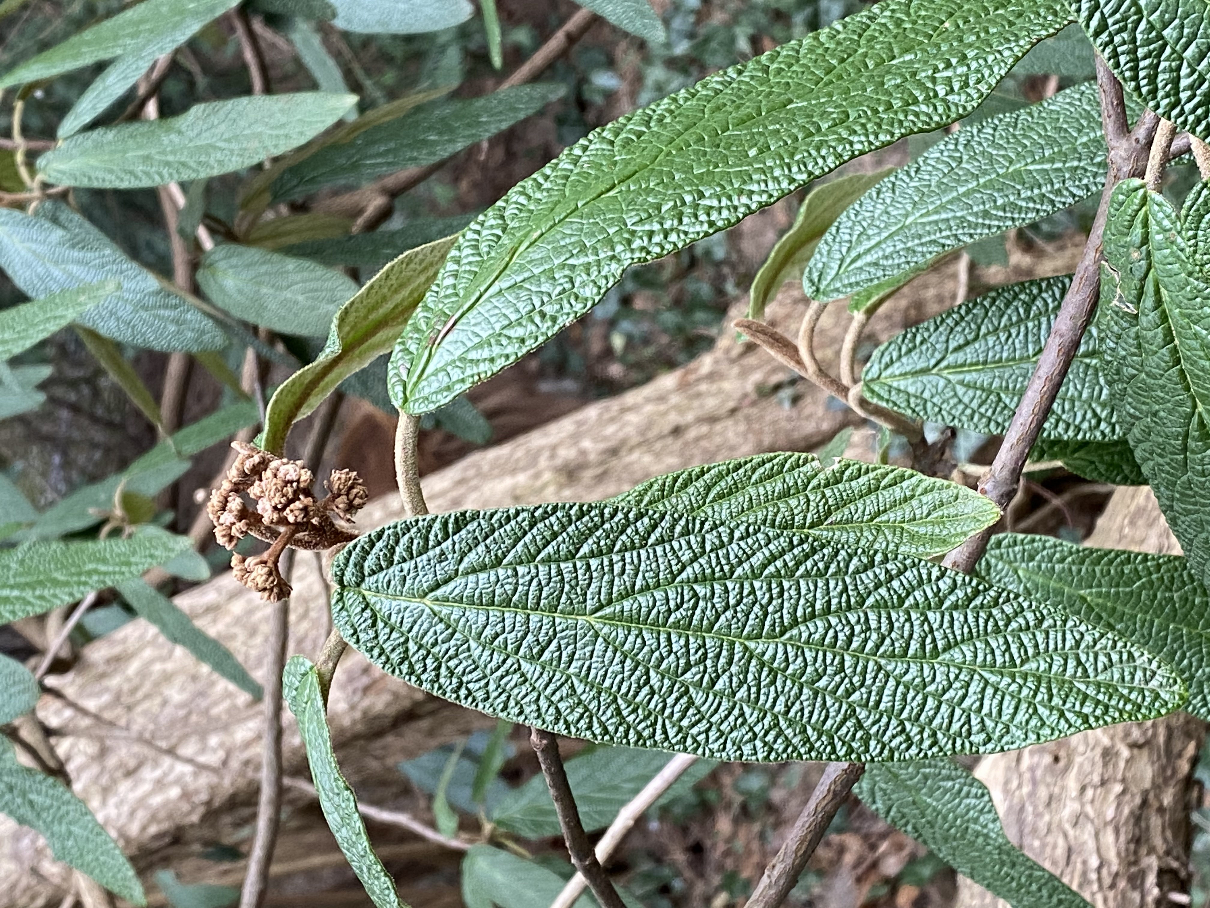 Viburnum rhytidophyllum knospe