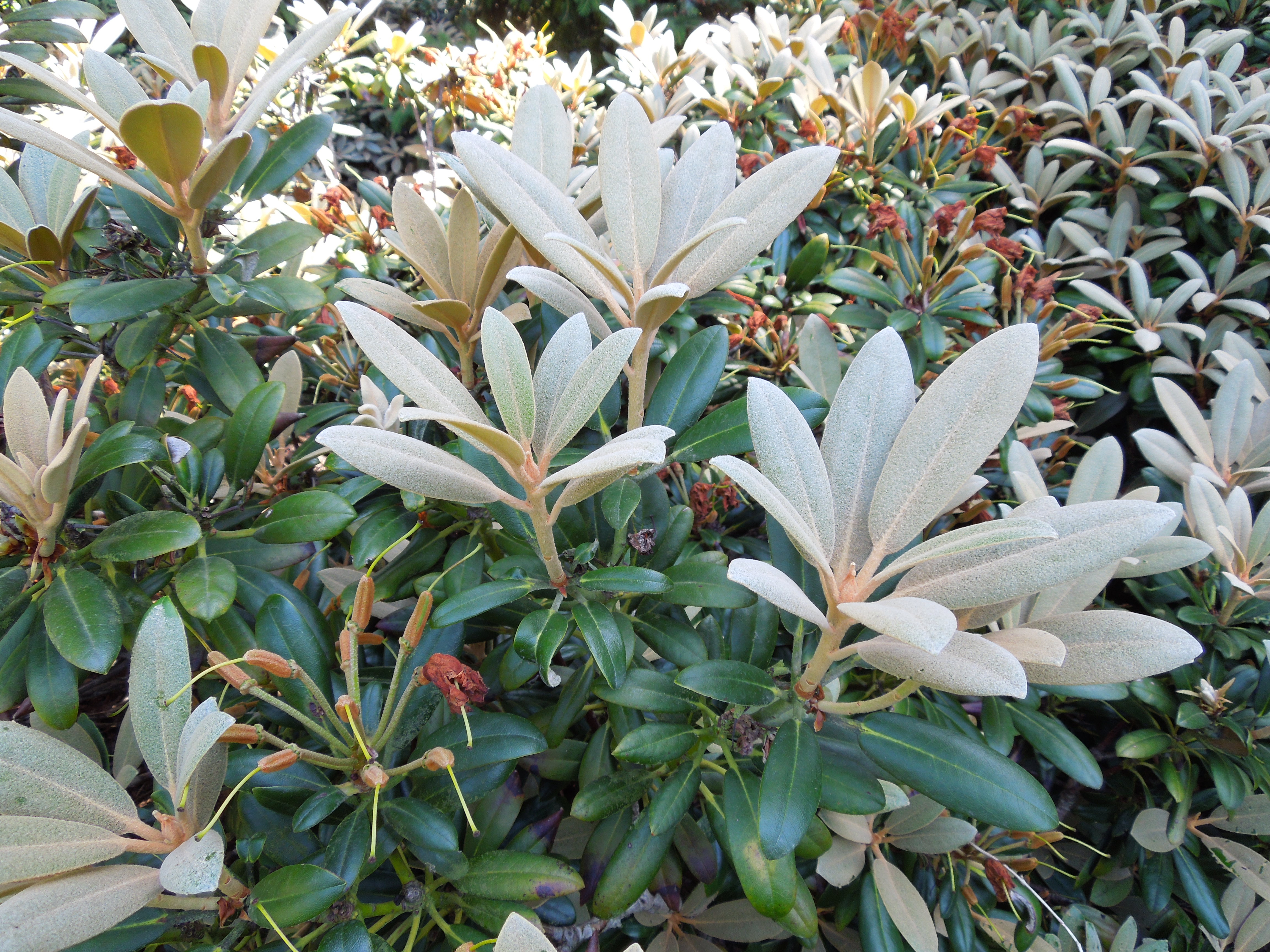 rhododendron yakushimanum